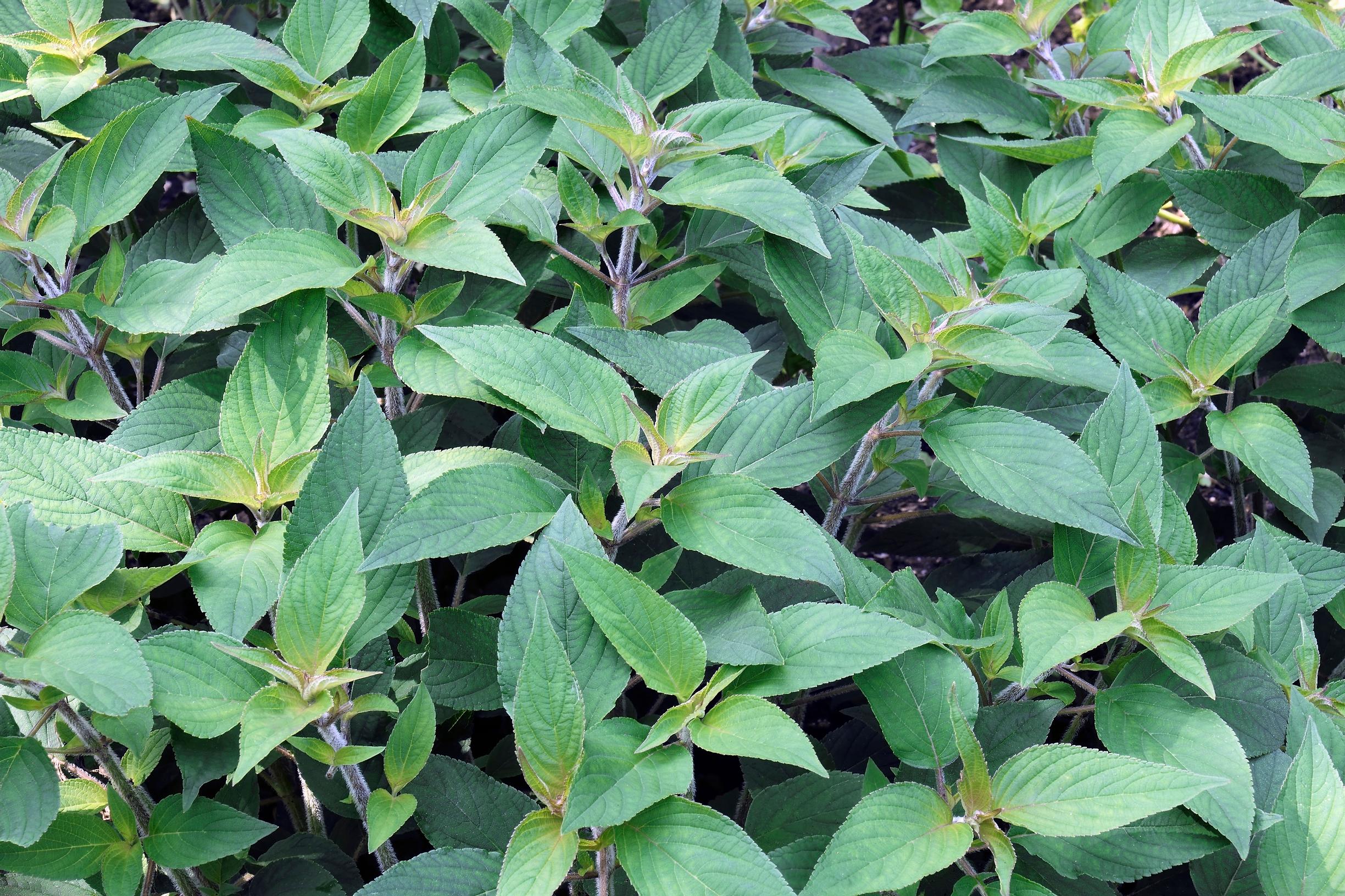 Ananassalvia eli salvia elegans