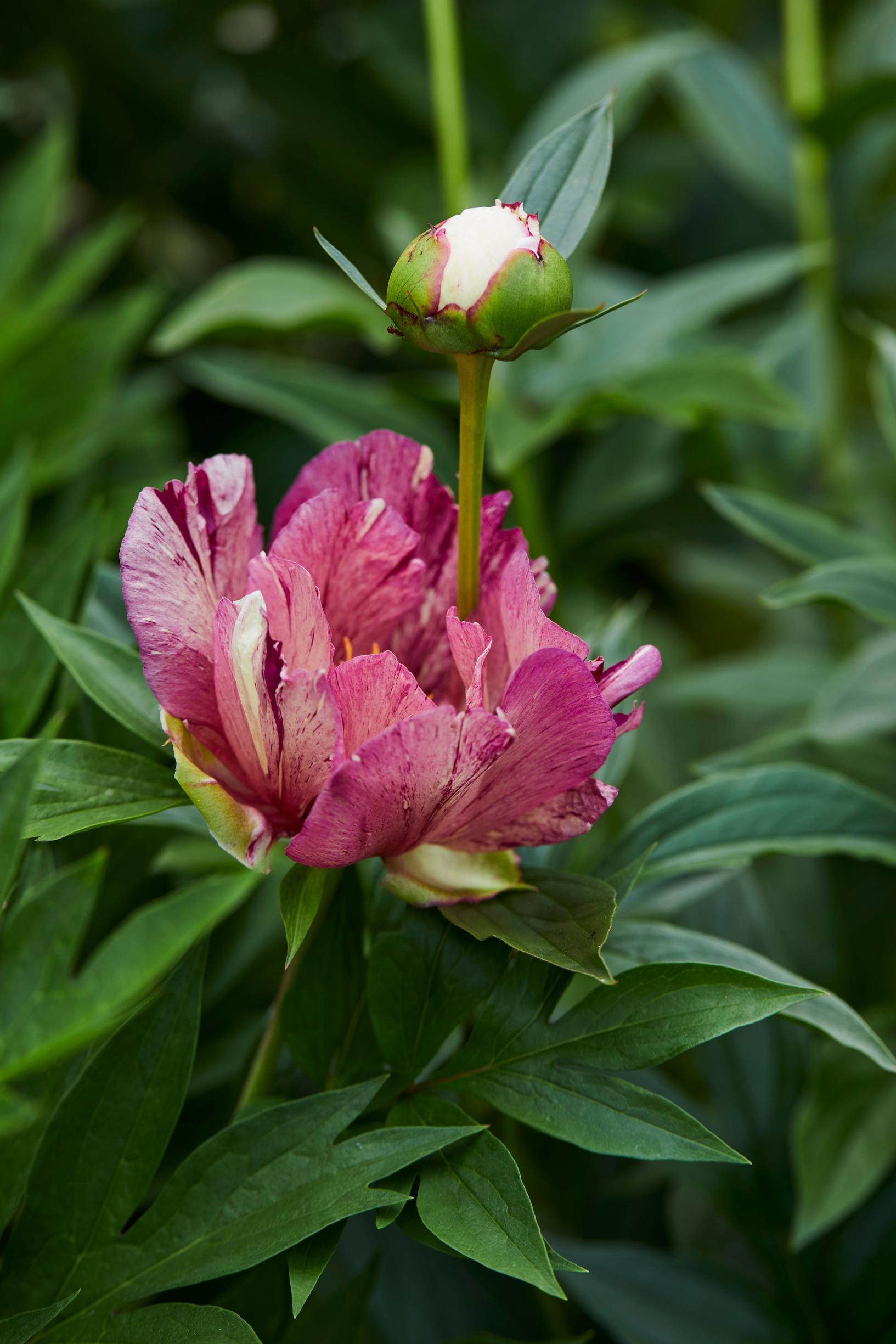 'Anderson's Kaleidoscope'