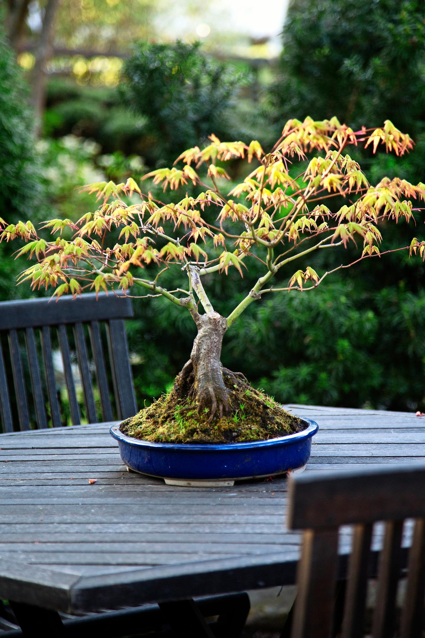 Lahjaksi saatu bonsai sai aikaan mullistuksen – nyt rintamamiestalon puutarha huokuu japanilaista taikaa