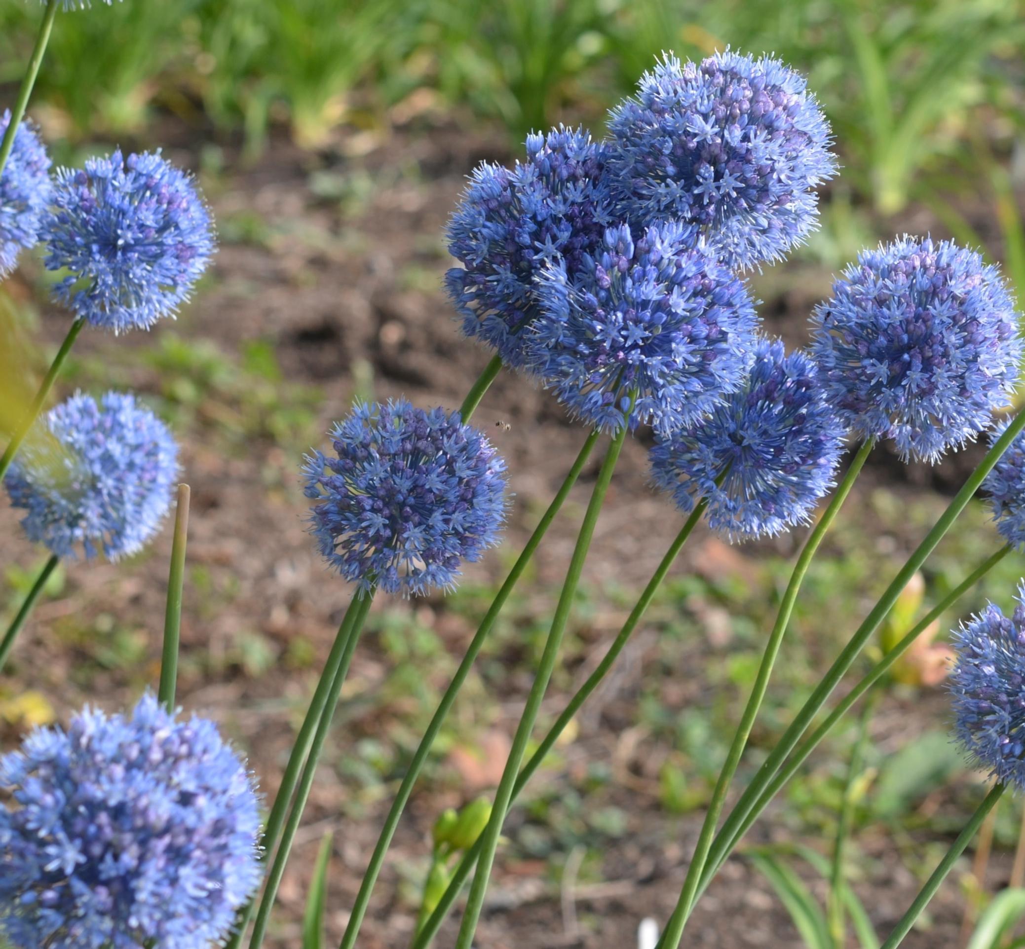 Sinilaukka, Allium caeruleum