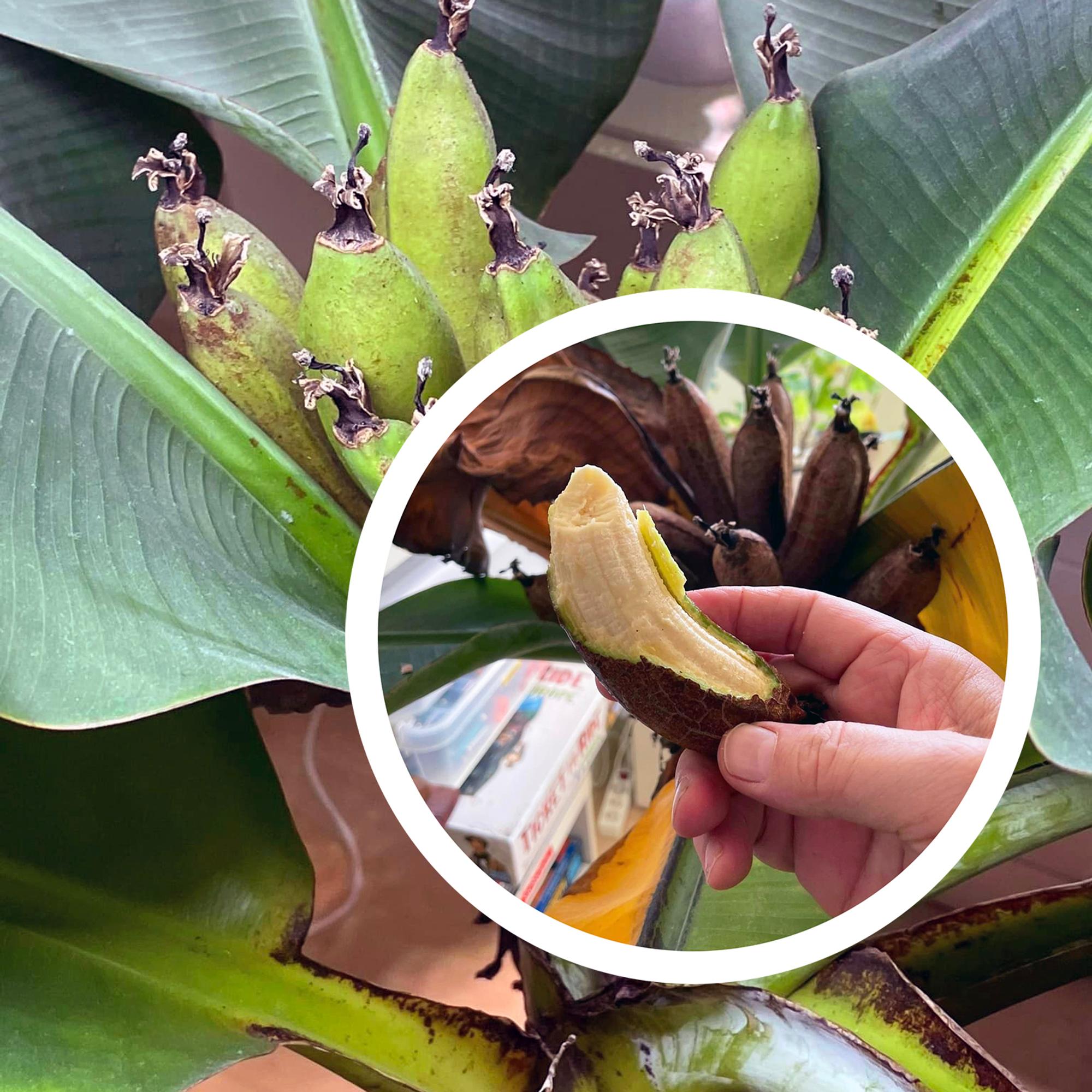 Banaanisatoa kotoa! Espoolaisen Pian huonekasvi tuotti tusinan makeita hedelmiä
