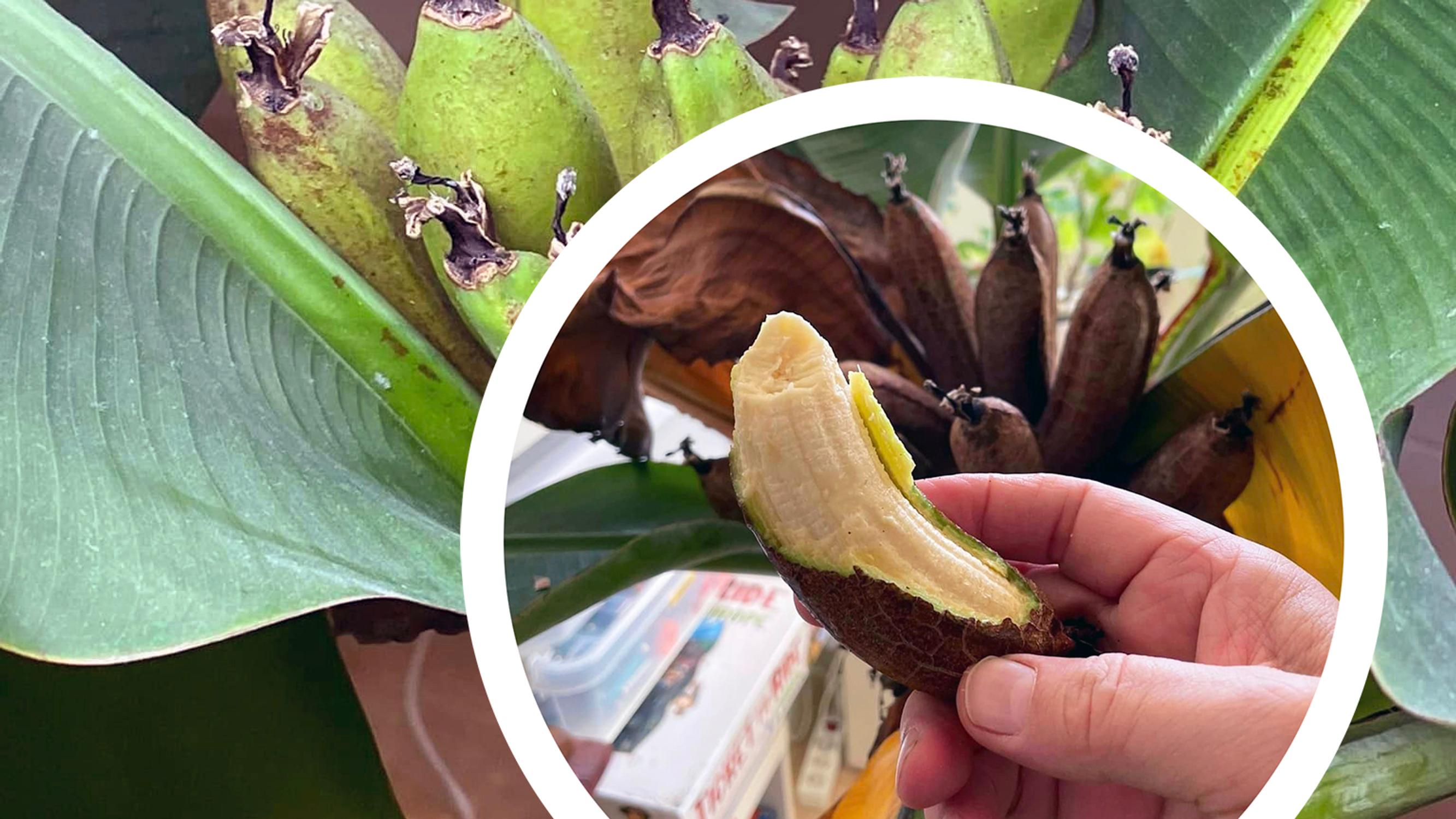 Banaanisatoa kotoa! Espoolaisen Pian huonekasvi tuotti tusinan makeita hedelmiä