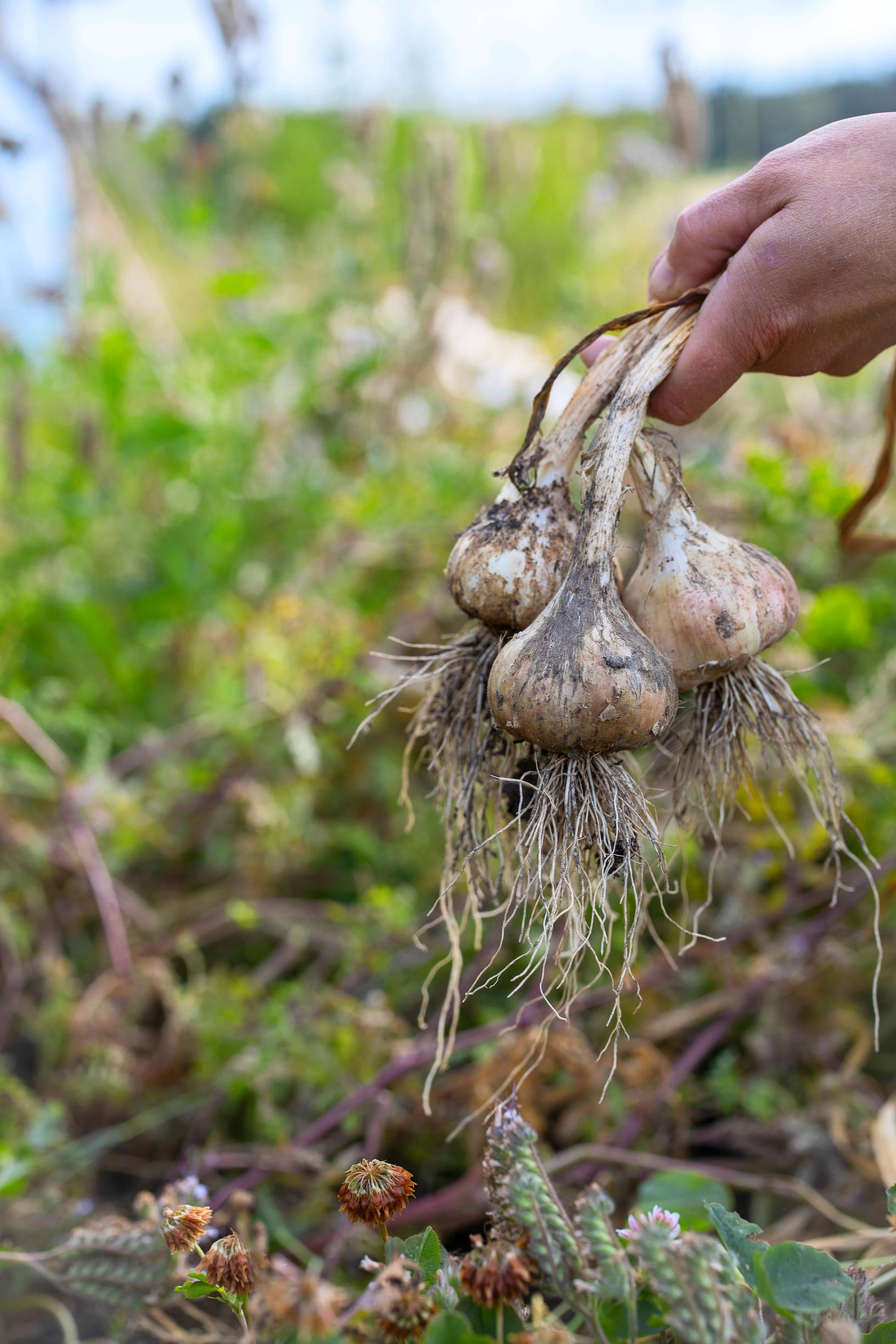 Valkosipulia Ulla-Maijan puutarhassa