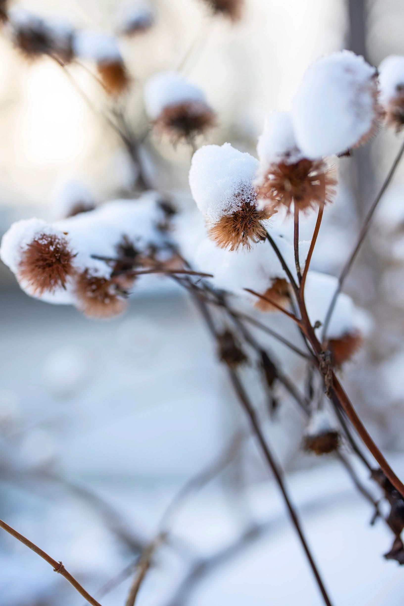 Kallionauhuksen kukista jää talveksi hauskat pompulat. 