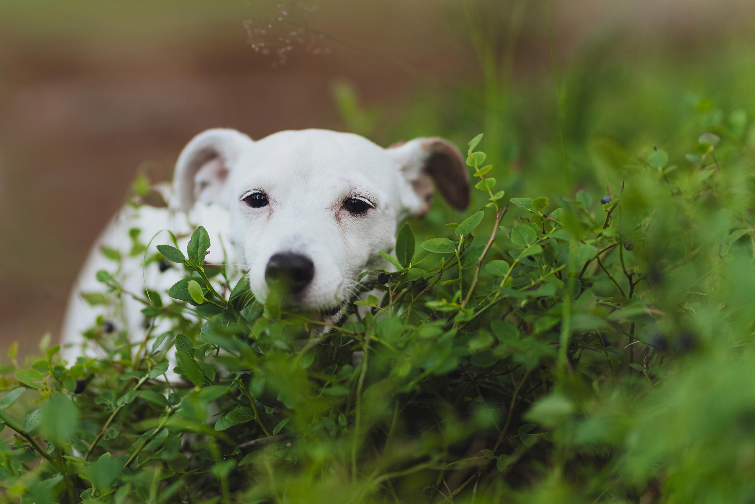 jackrussellinterrieri Maru suu mustikkapuskissa