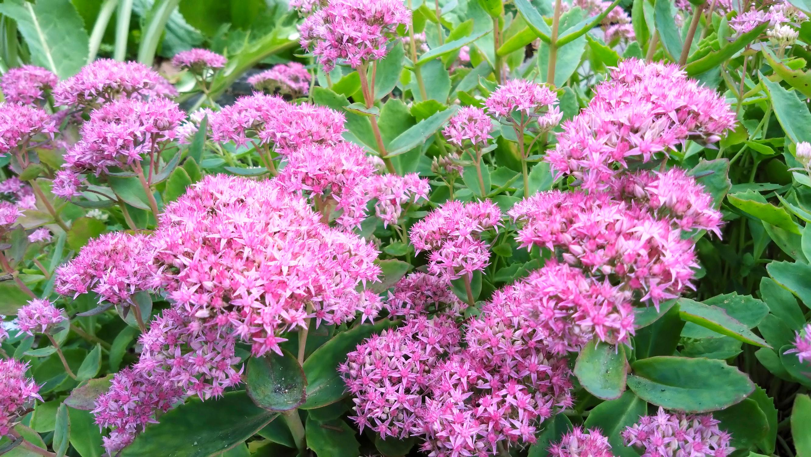 Punaisomaksaruoho ’Carl’