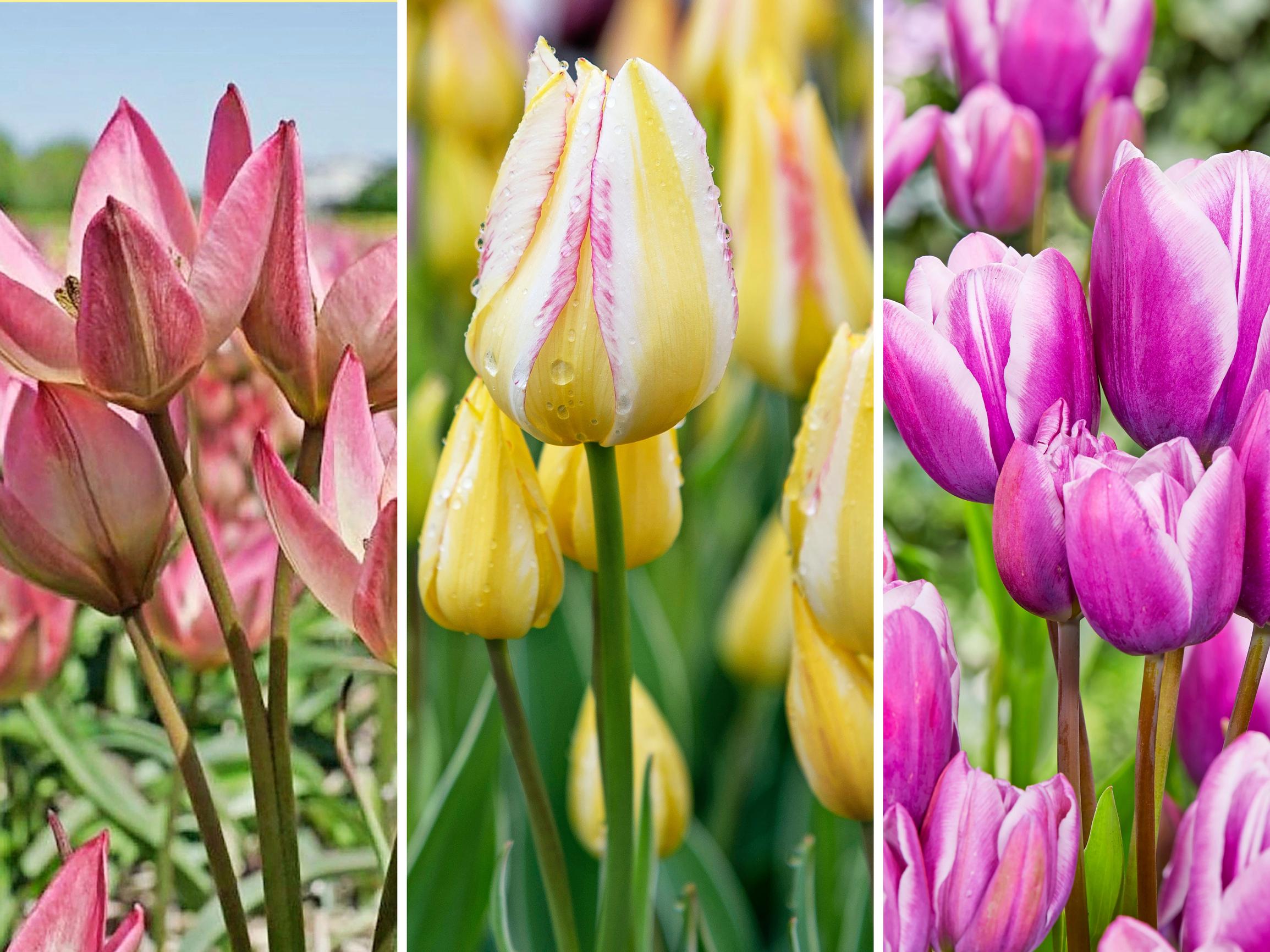 Yhdestä sipulista jopa viisi kukkaa! Tunnetko jo monikukkaiset tulppaanit?