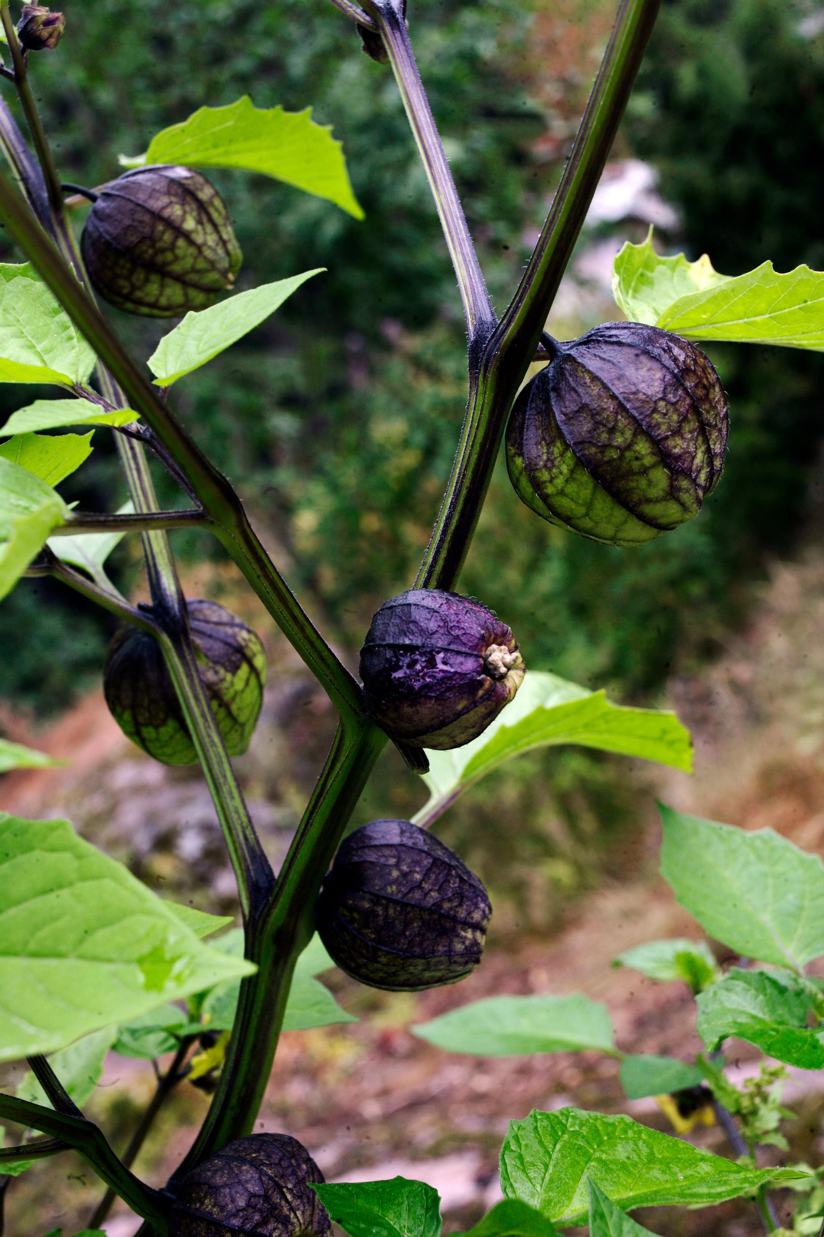 tomatillo 'Purple'