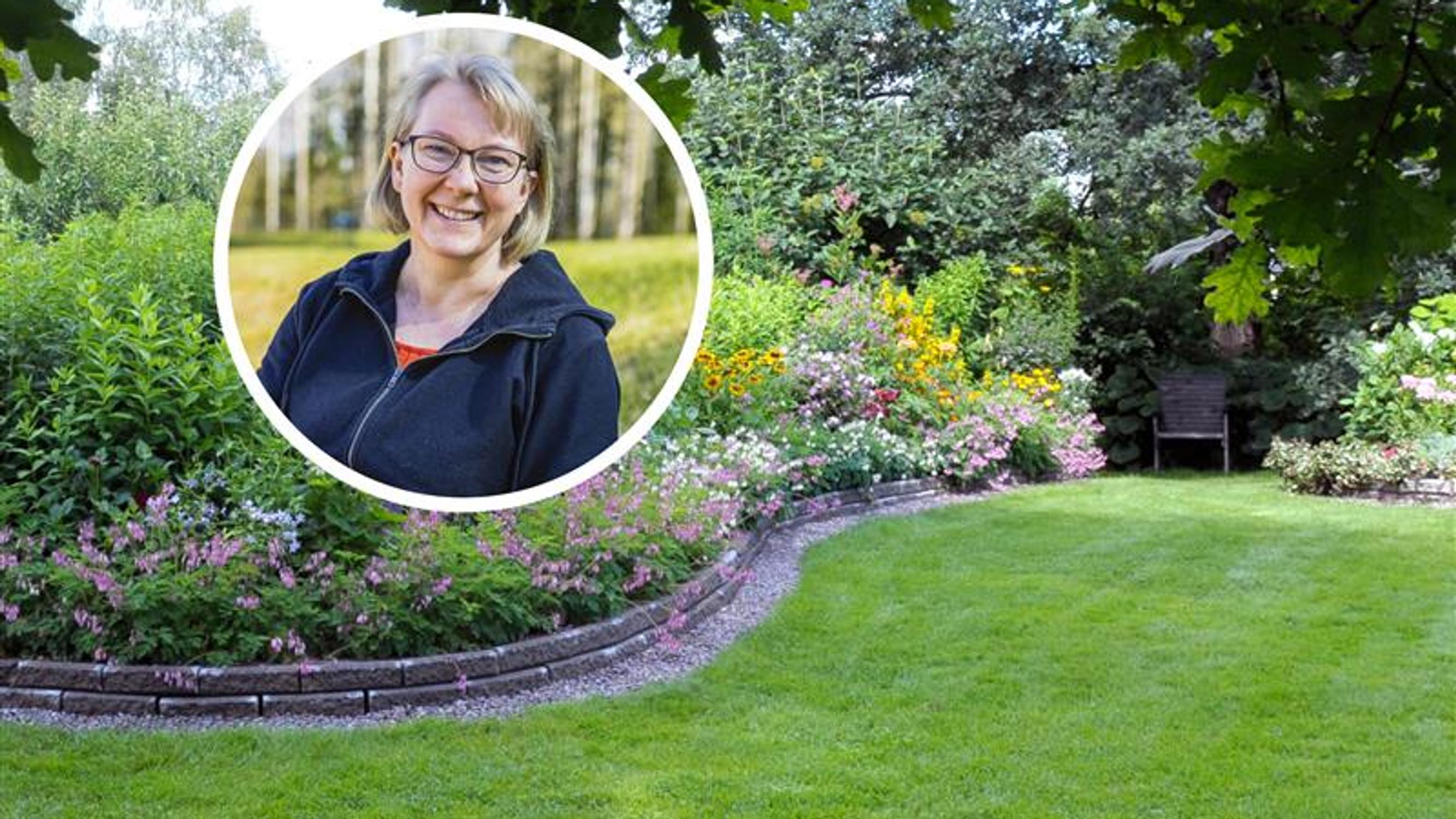 ”Jos totuttaa nurmikon jatkuvaan kasteluun, se vaatii sitä jatkossakin” – asiantuntija neuvoo, milloin ja miten nurmea kannattaa kastella