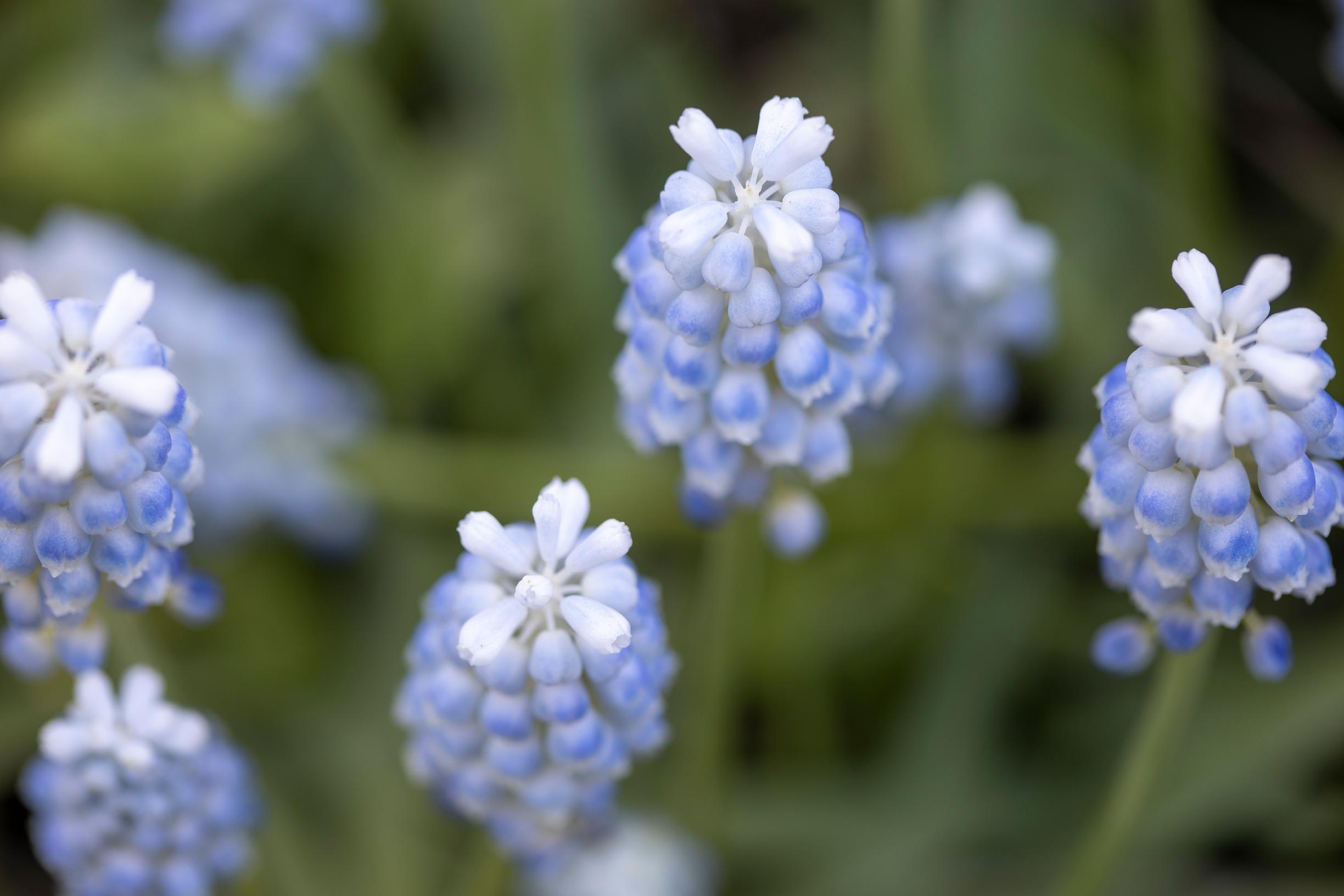 ’Peppermint’-helmililja.
