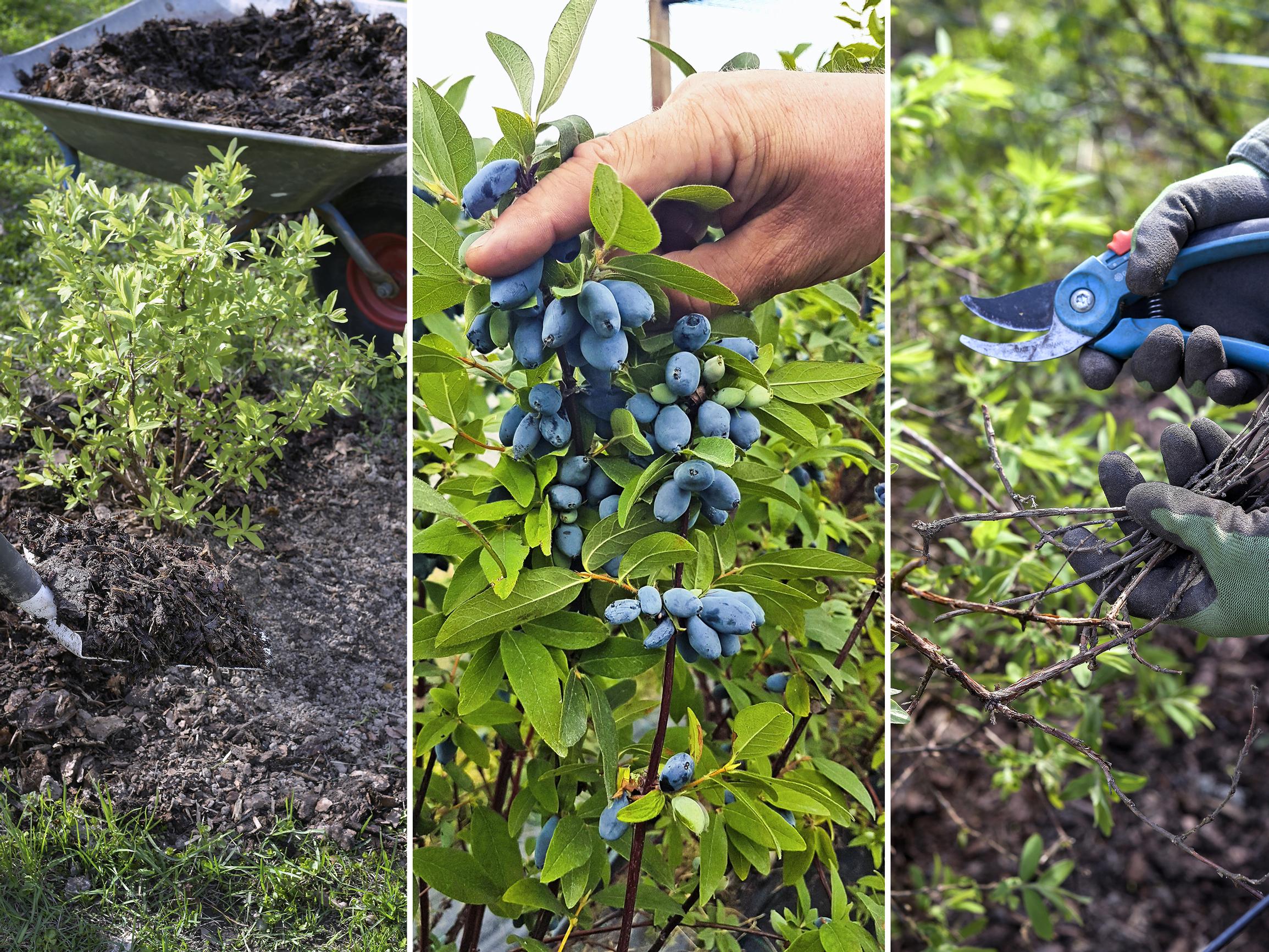 Hunajamarja kypsyttää makean sadon aikaisin kesällä – asiantuntijan ohjeet istutukseen, hoitoon ja parhaisiin lajikkeisiin