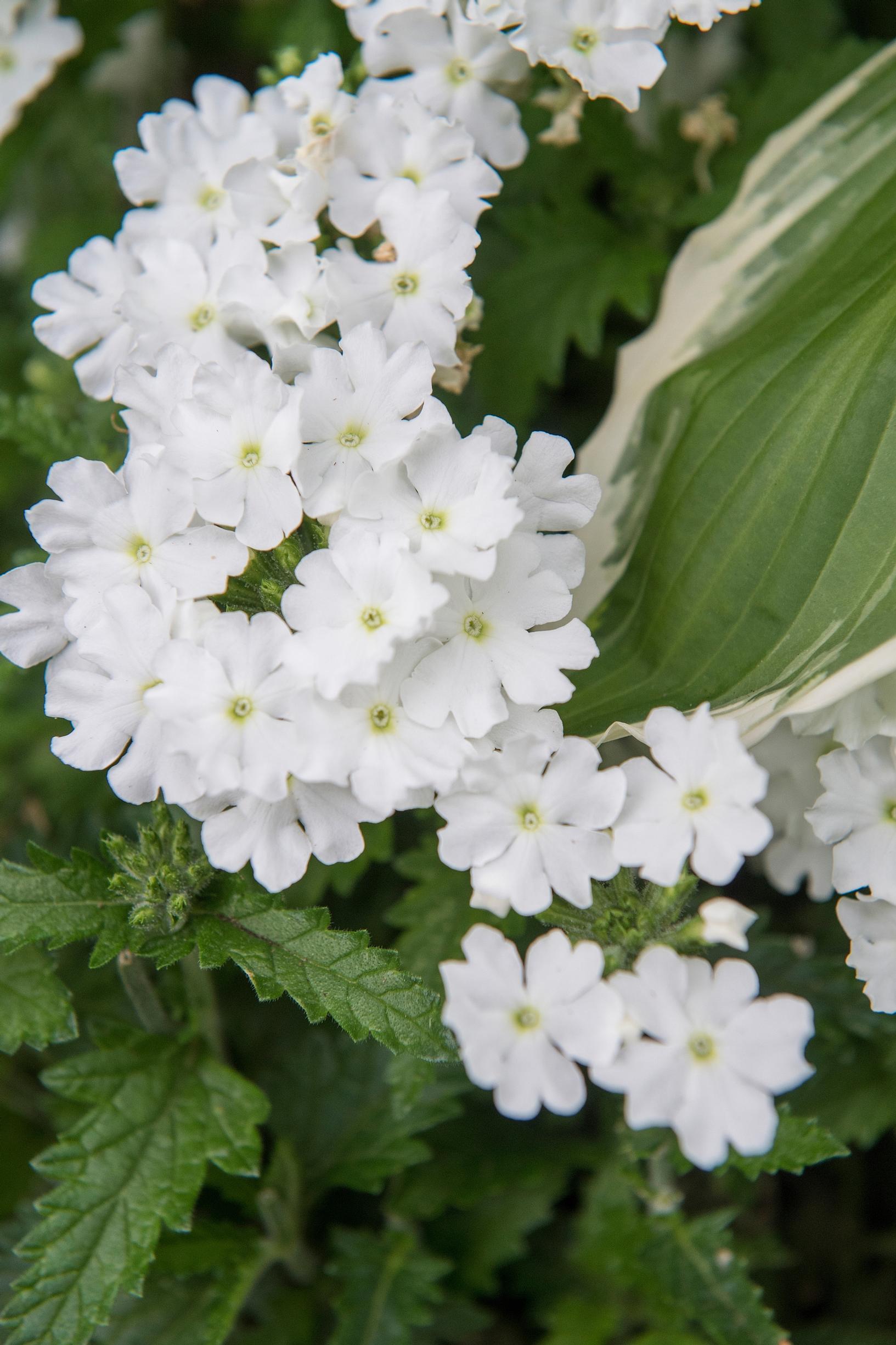 Verbena 'Lanai Blush White' Claus Dalbyn puutarhassa