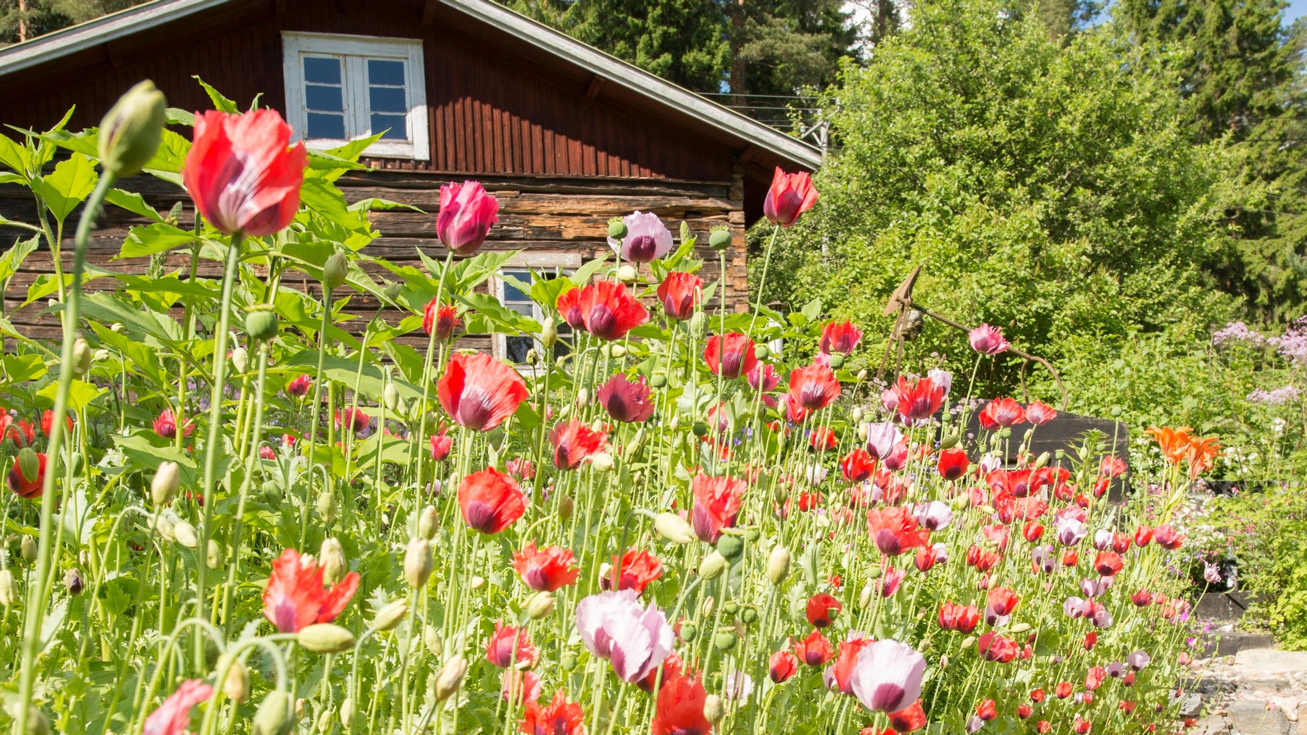 Kuin ennen vanhaan – Esan mökkipuutarhan kruununa loistavat isoäidin aikaiset unikot