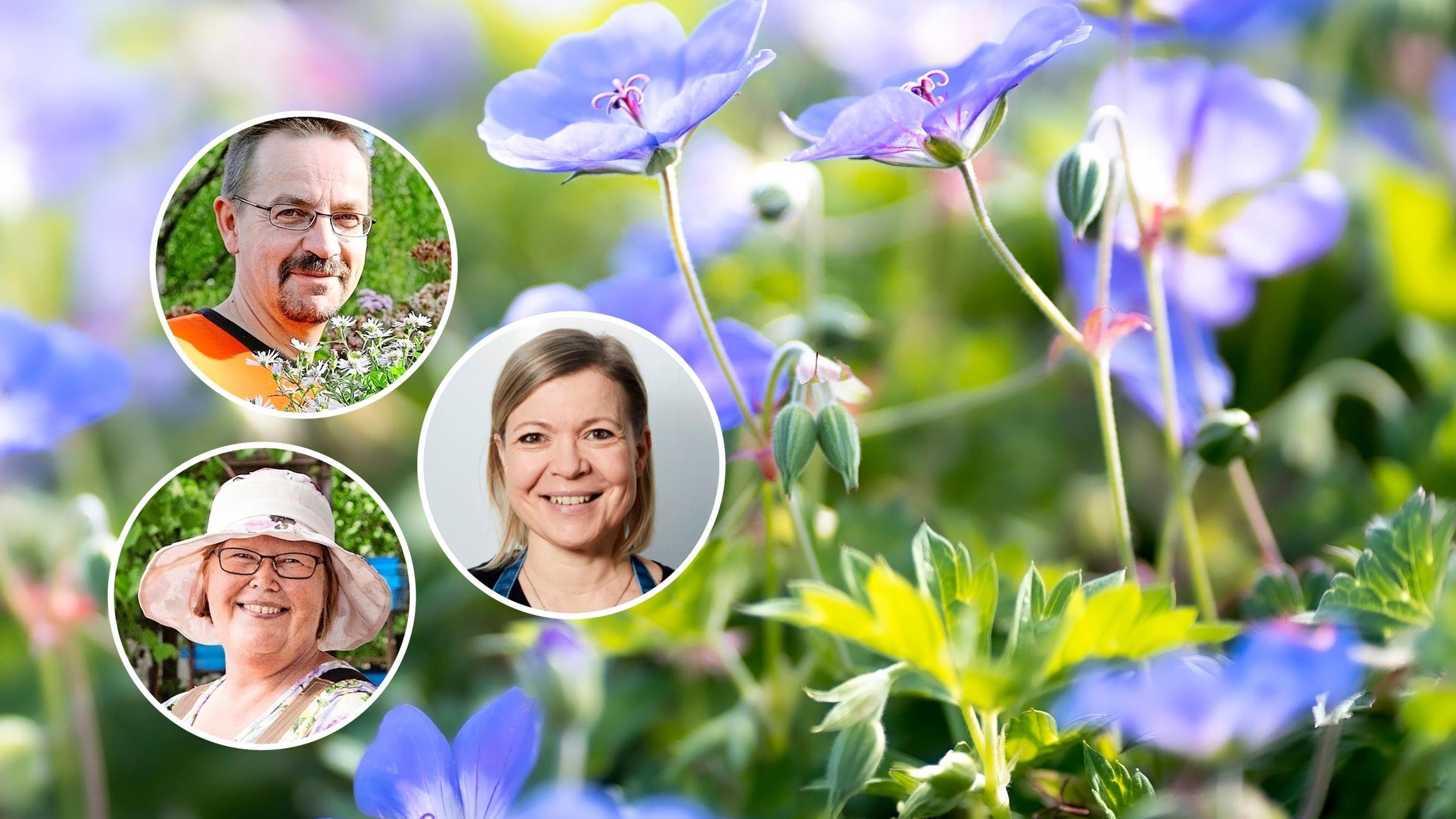 Kurjenpolvi on puutarhan luotettavin perenna – ammattilaiset vinkkaavat 9 upeaa kurjenpolvea, joilla saat kukkia koko kesäksi!