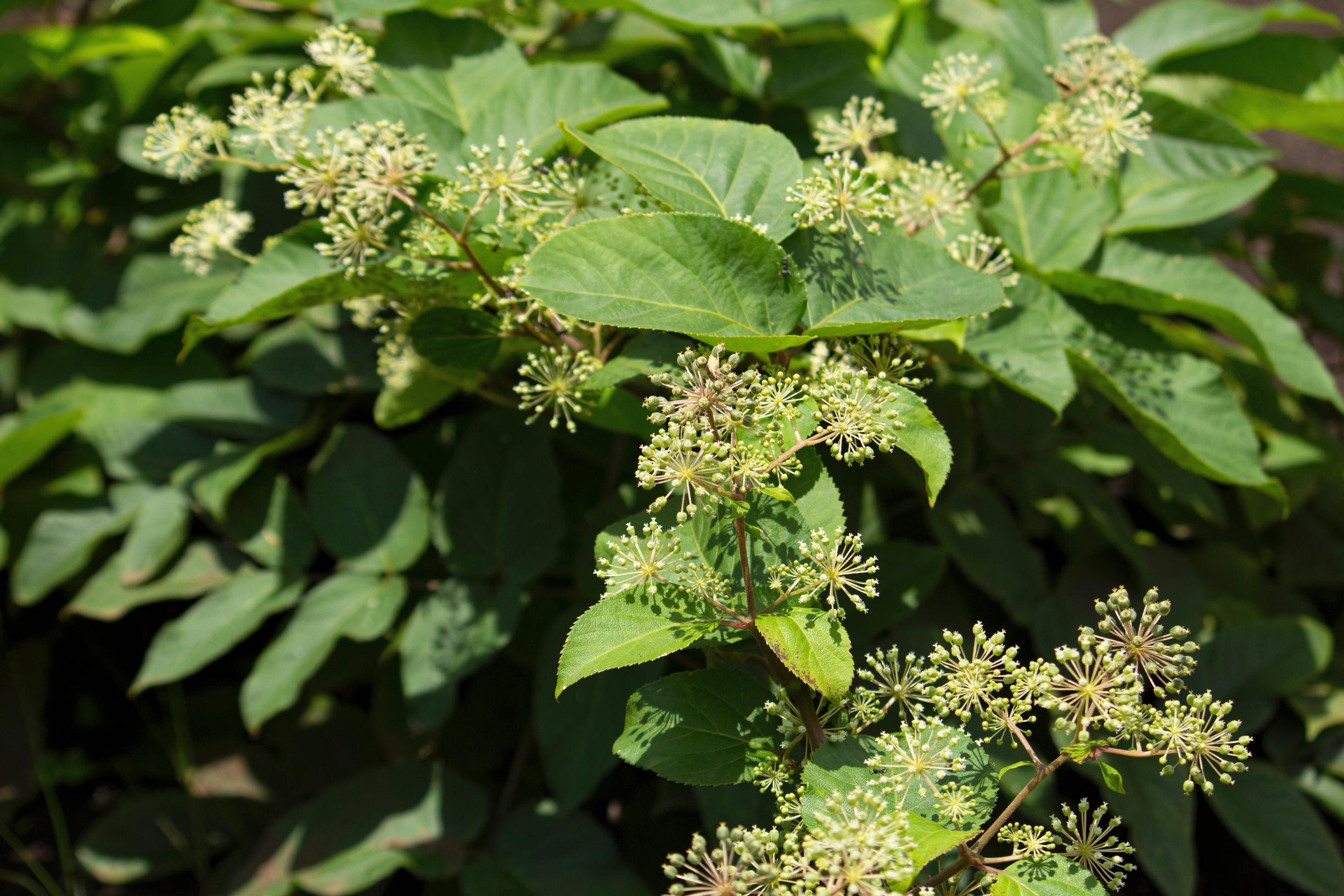 Hertta-aralia eli udo