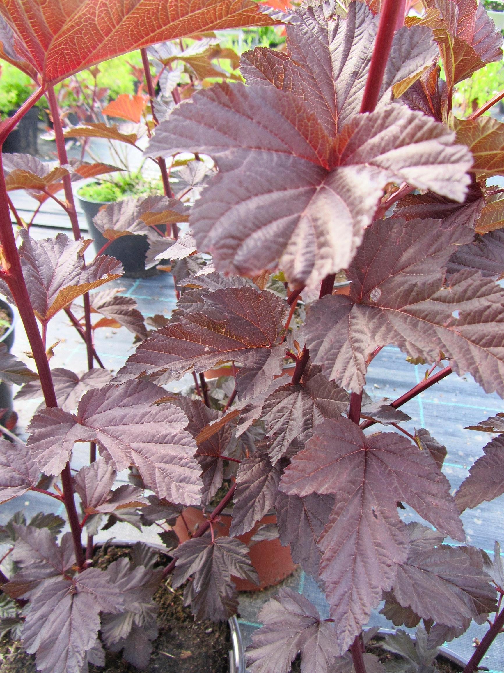 Purppuraheisiangervo ’Lady in Red’