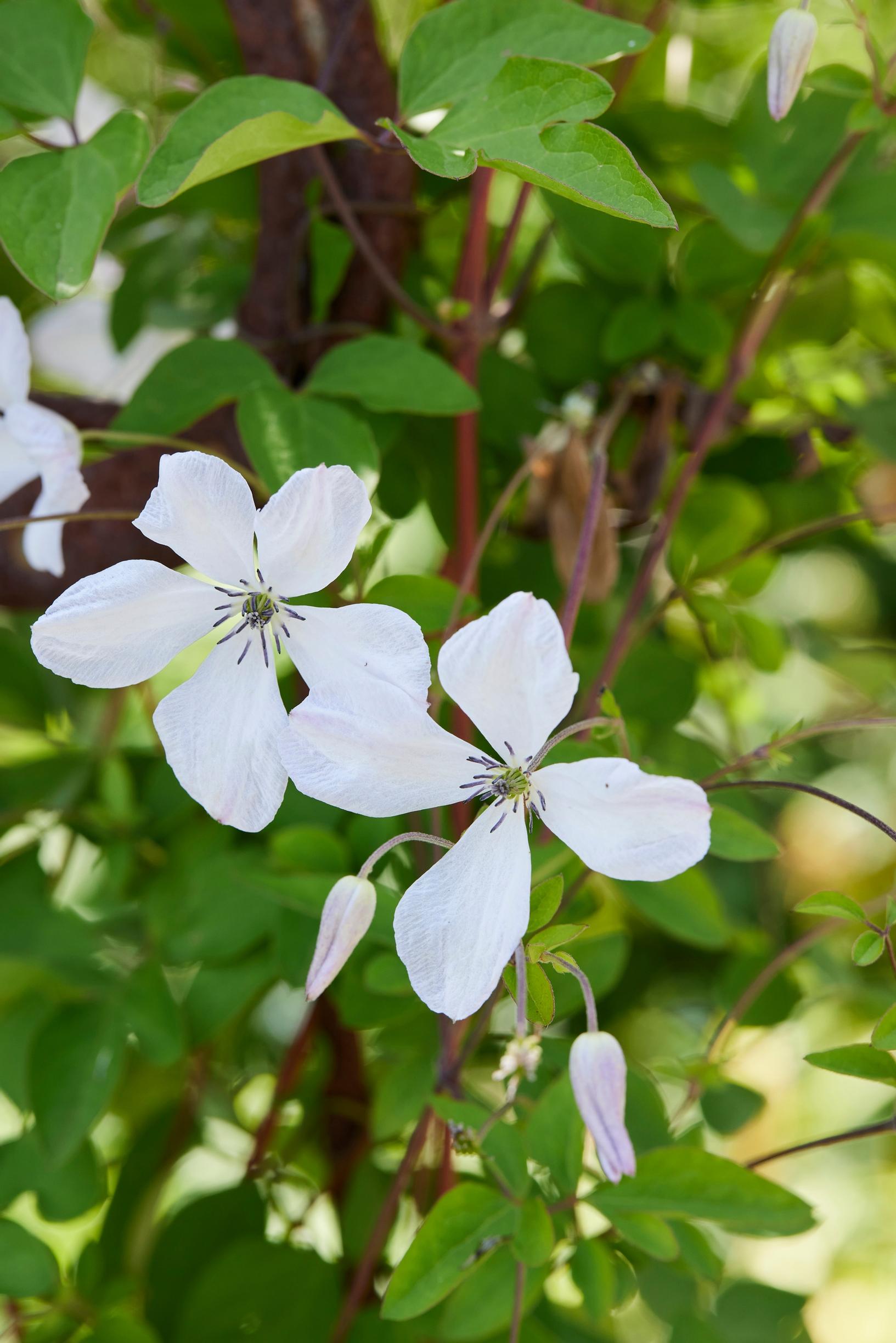 Viinikärhö 'Alba Luxurians' on nopeakasvuinen lajike.