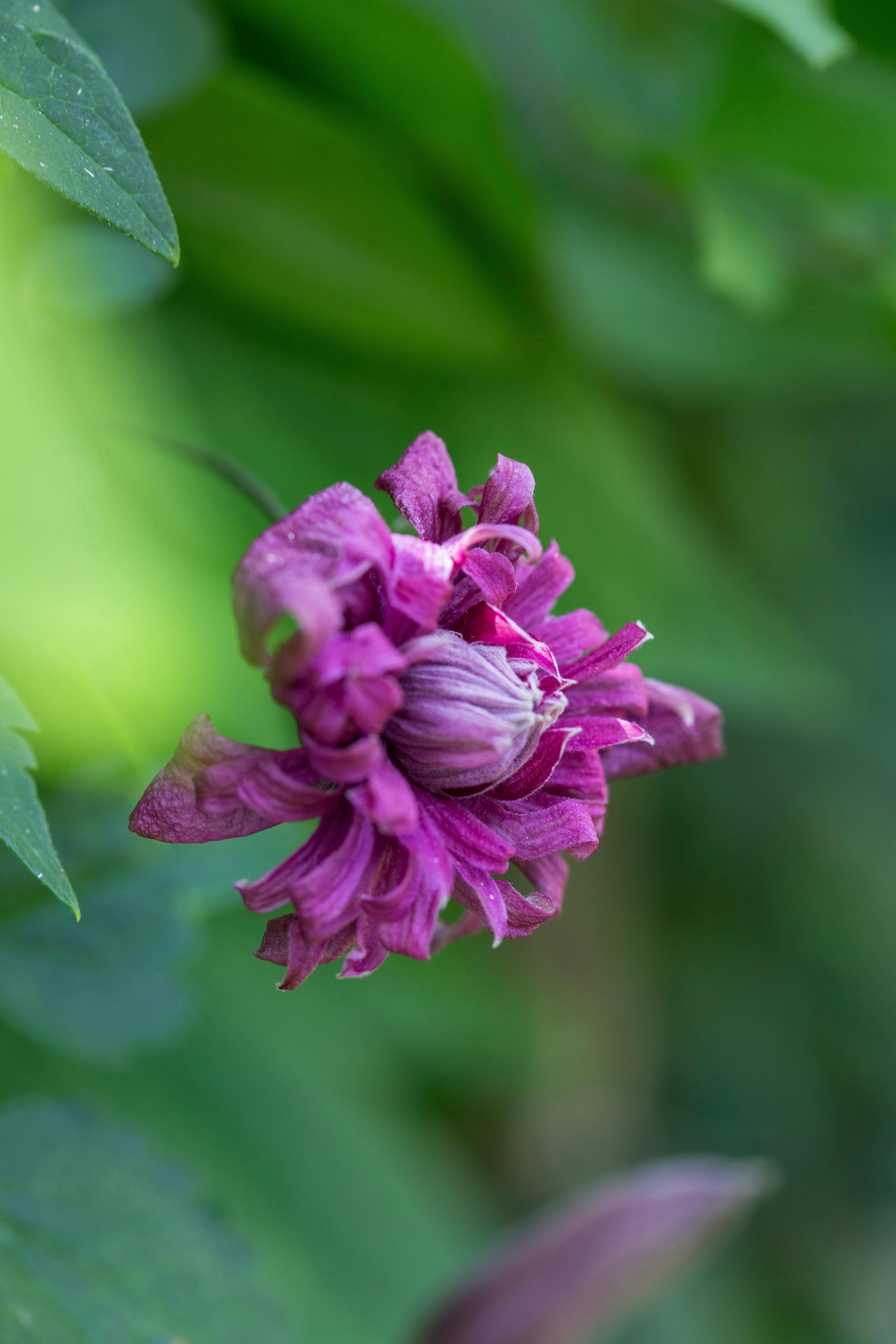 Tarhaviinikärhö ’Purpurea Plena Elegans’