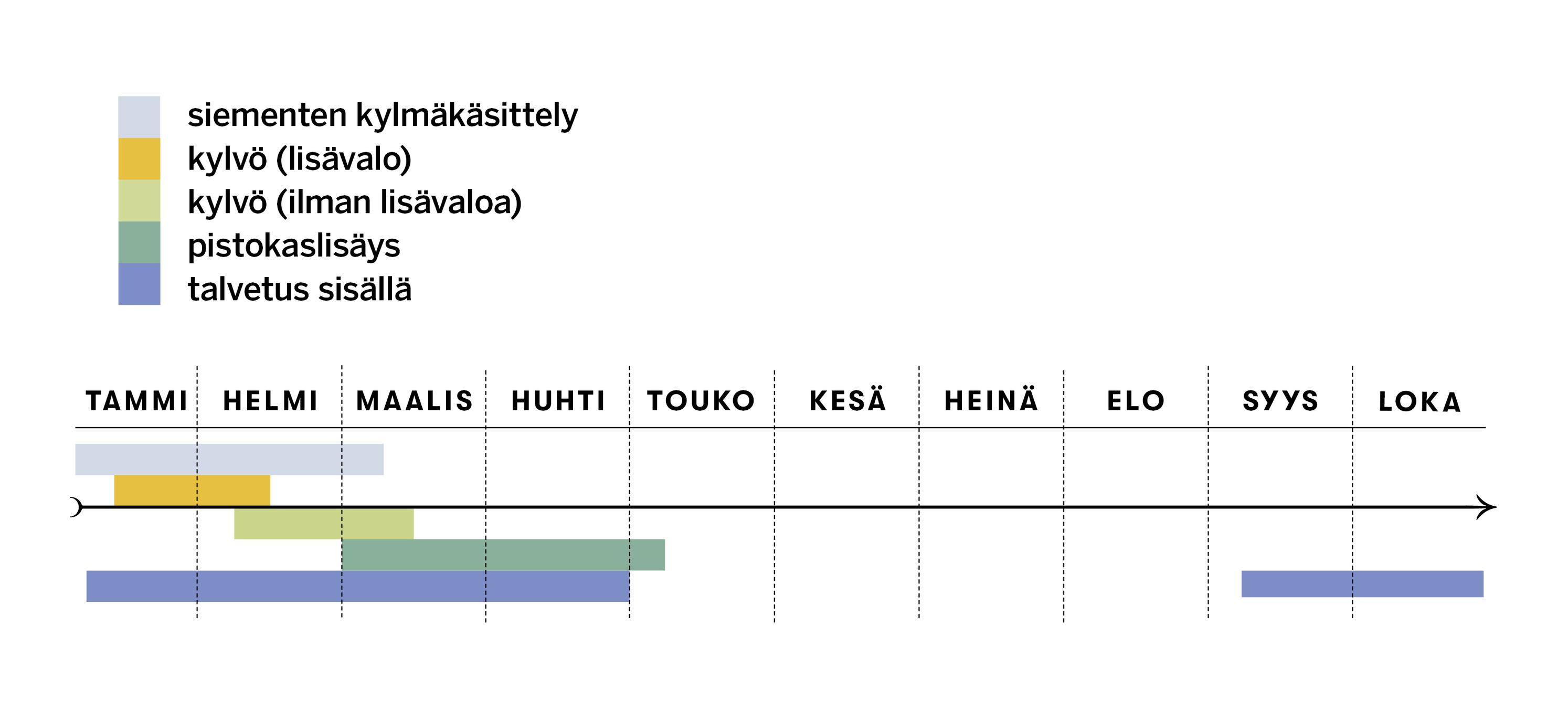 Rosmariinin kylvö- ja talvetusajat