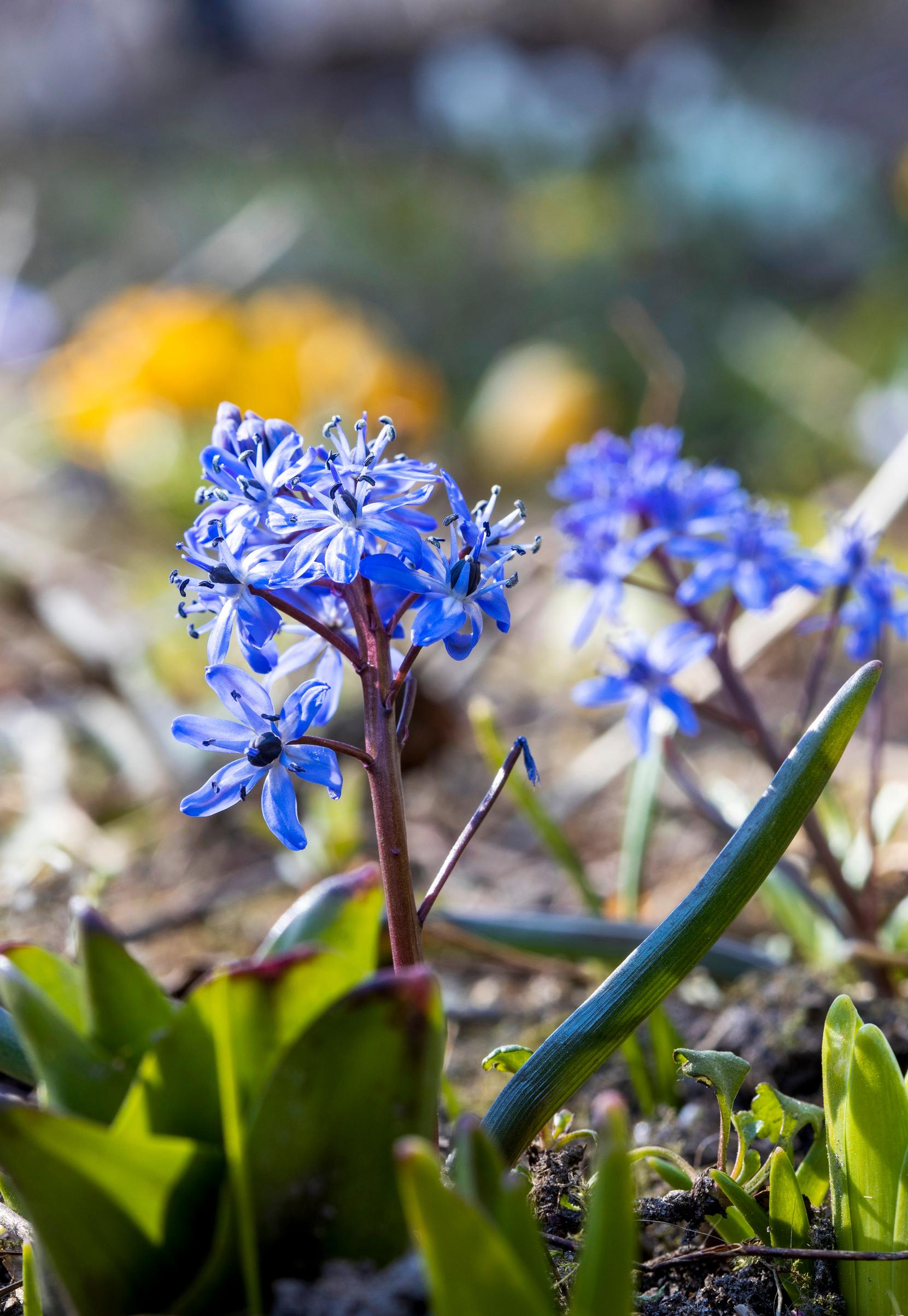 Pikkusinililja (Scilla bifolia).