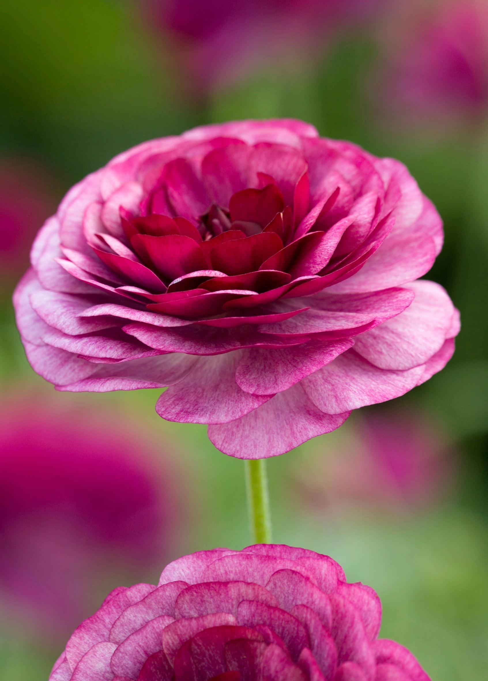 Jaloleinikki ’Pauline Violet’ Ranunculus asiaticus