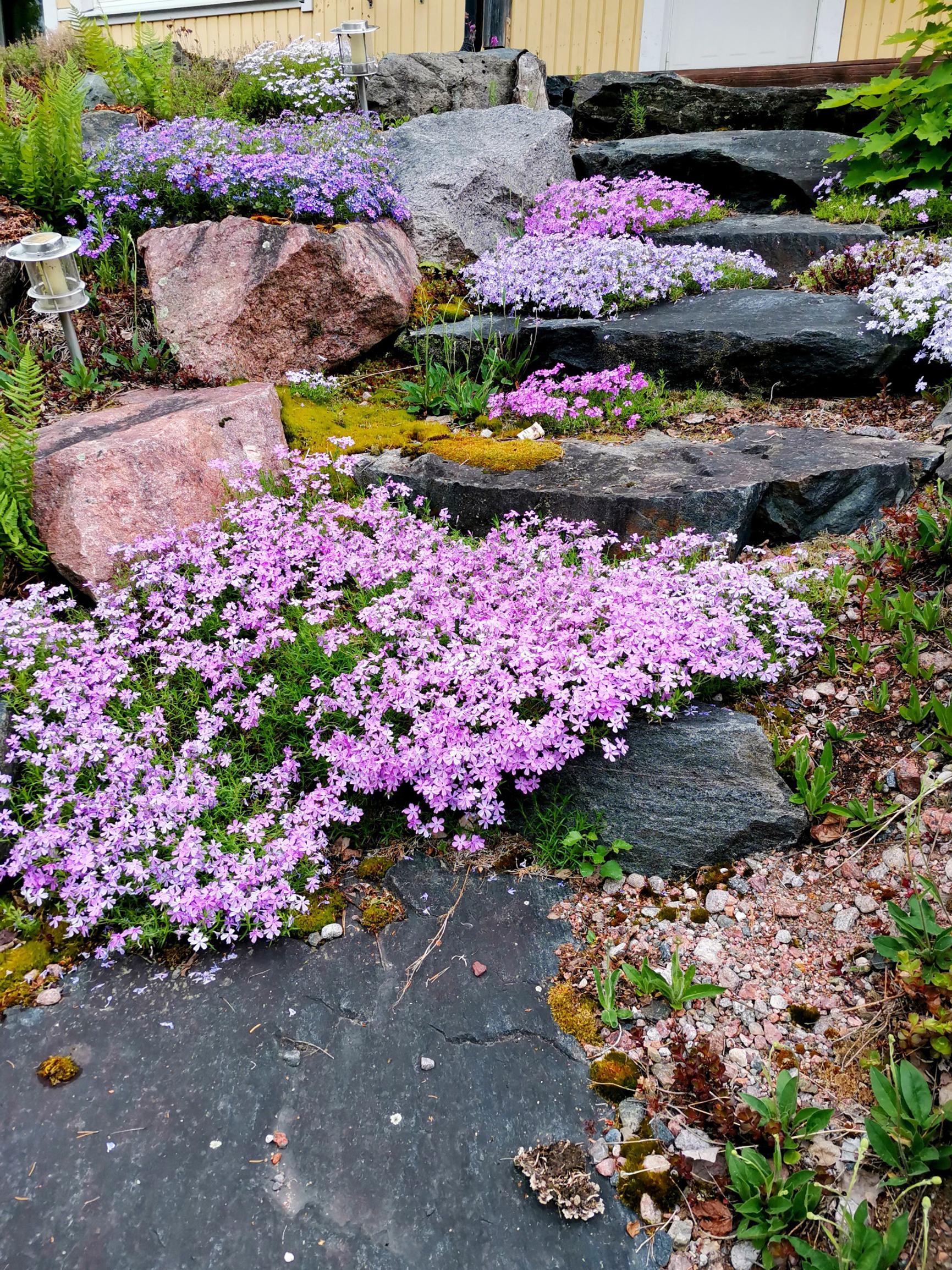 Sammalleimut kiviportailla