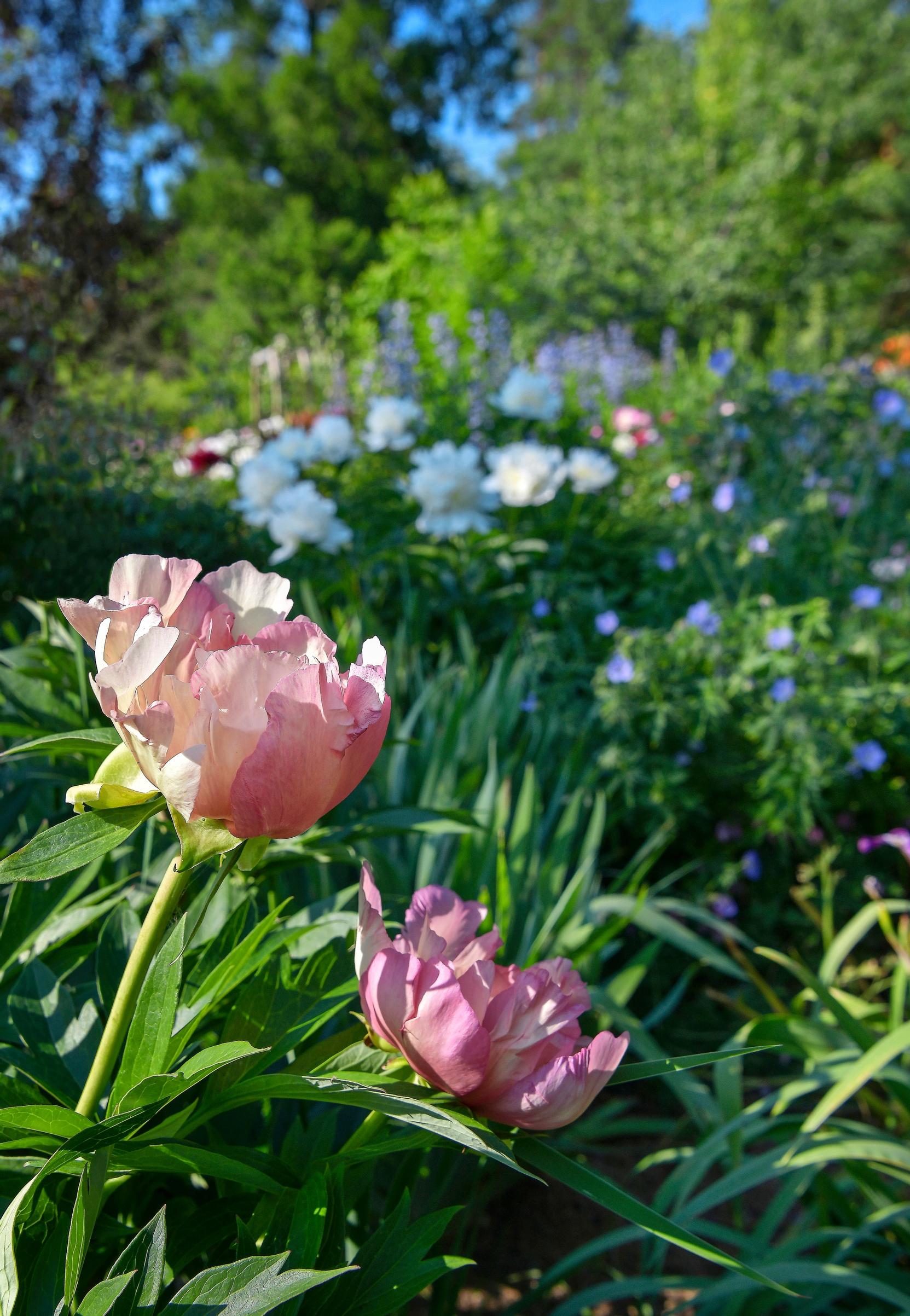 Itoh-pioni 'Julia Rose' kasvattaa puolikerrannaisia ja yksinkertaisia kukkia.