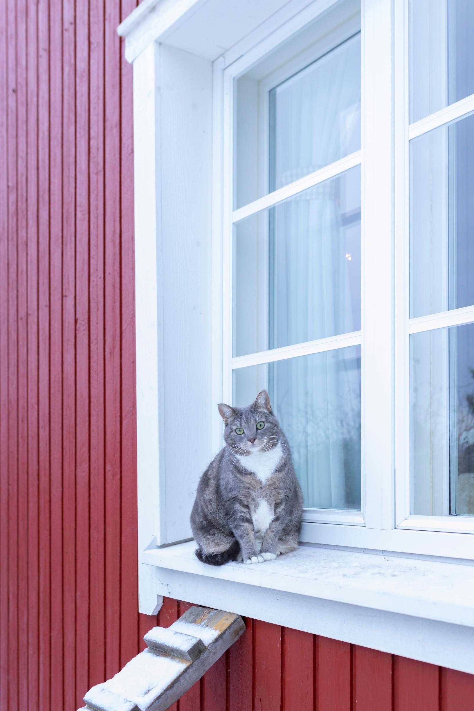 Kissa ulkona ikkunalaudalla