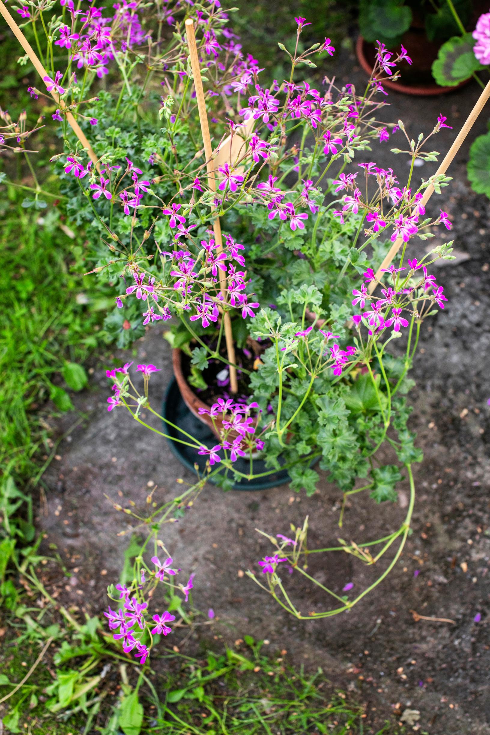 Pelargoni ruukussa kiveyksellä