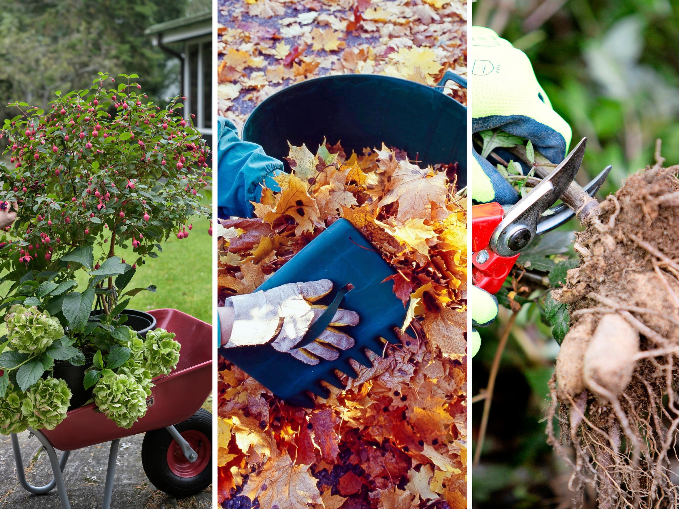 Tee nämä asiat puutarhassa ennen talven tuloa – muistilista puutarhurille