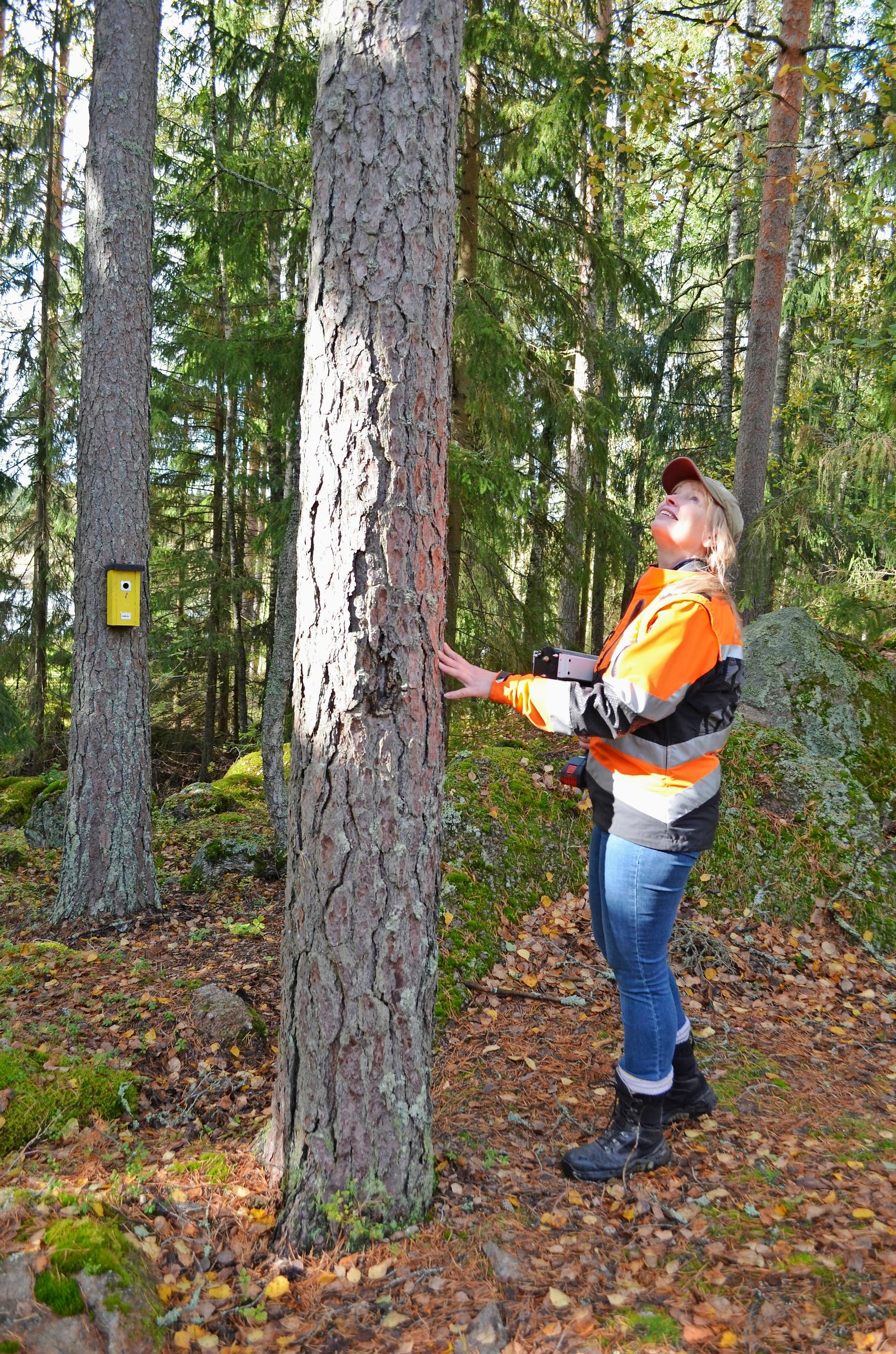 arboristi Mare Luukkonen katsoo ylöspäin männyn vieressä metsässä