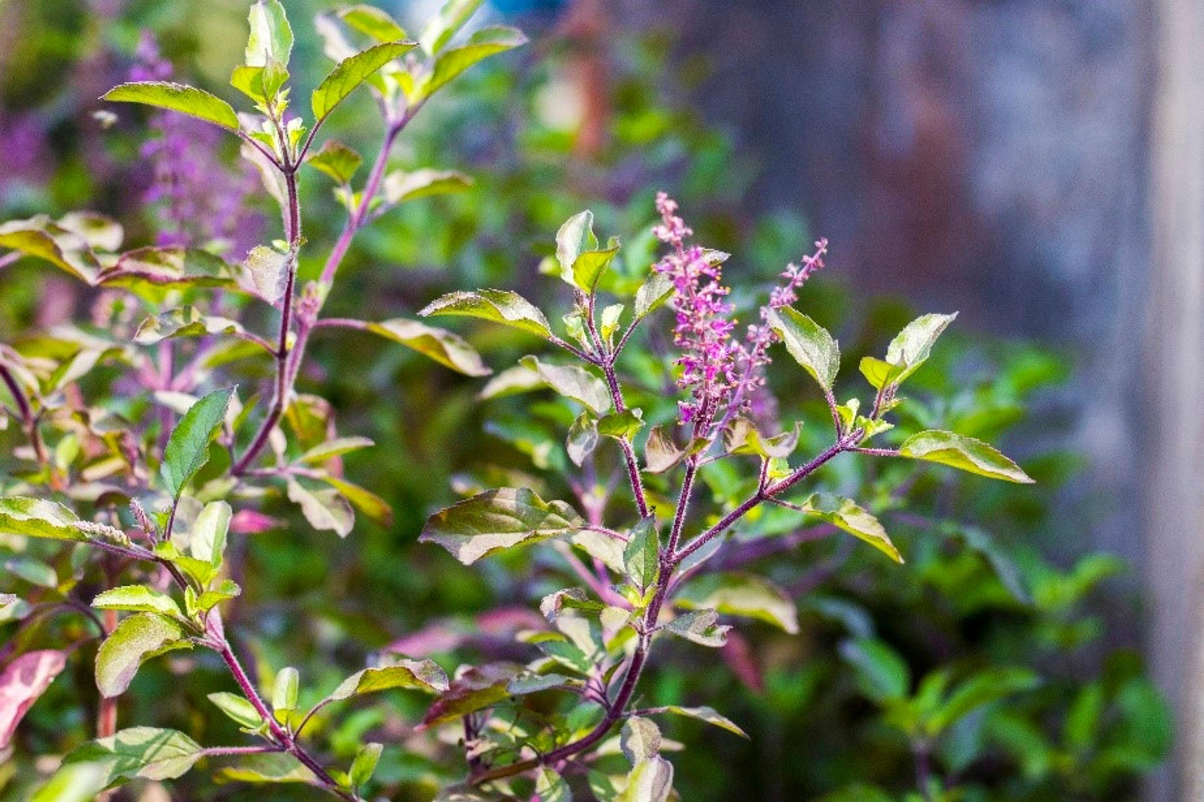 Sitruunabasilika 'Temperate Tulsi'