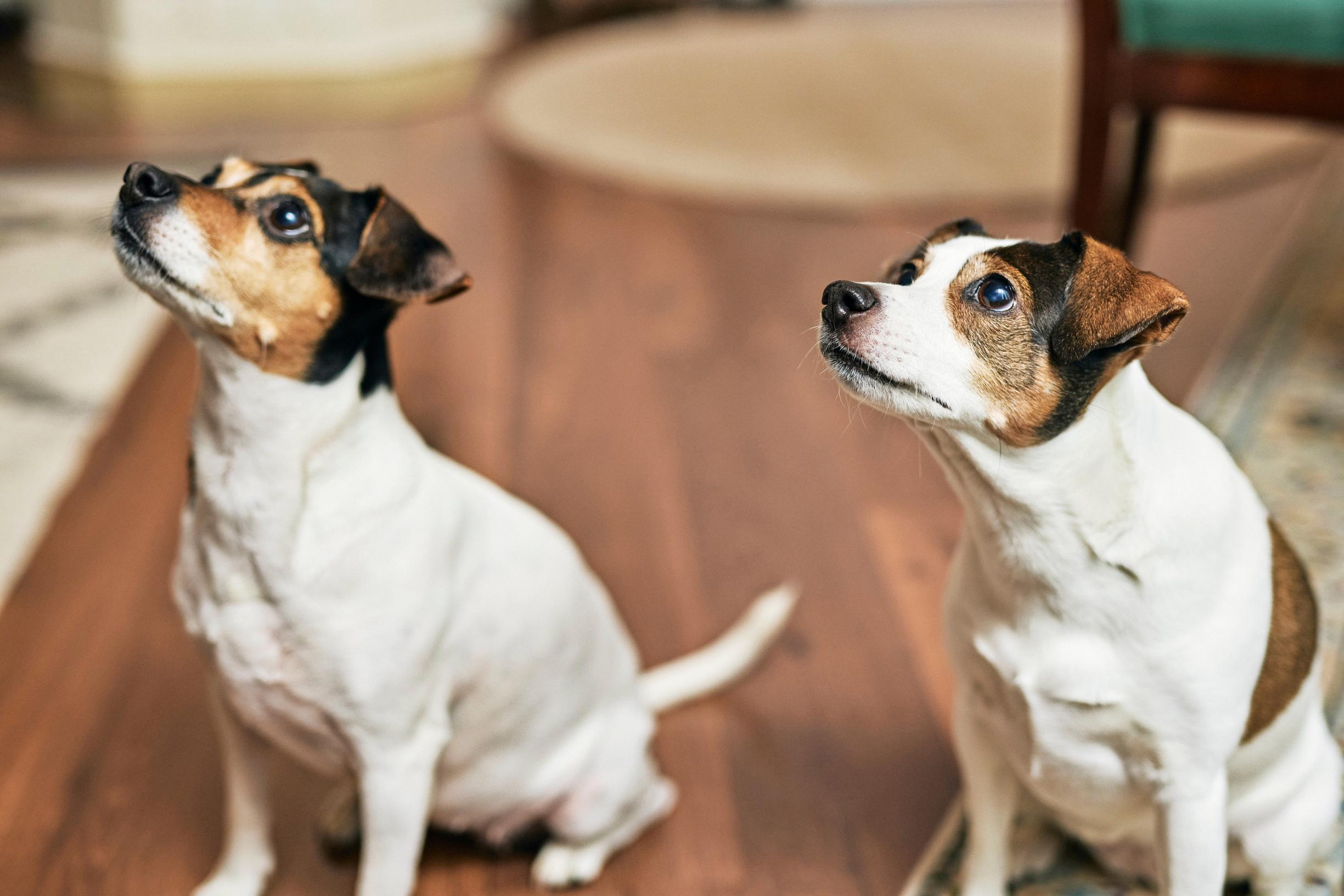 Kuva tanskalais-ruotsalaisista pihakoirista.