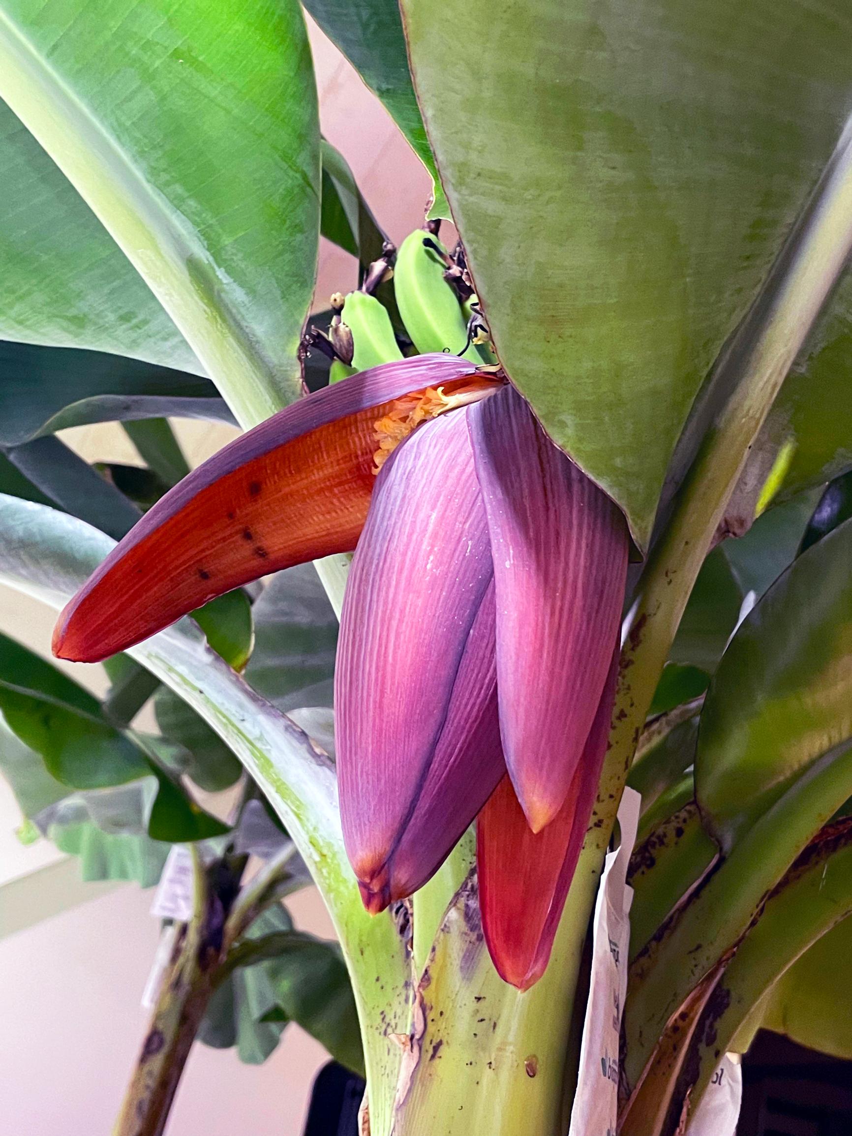 Banaanin kukan nuppu