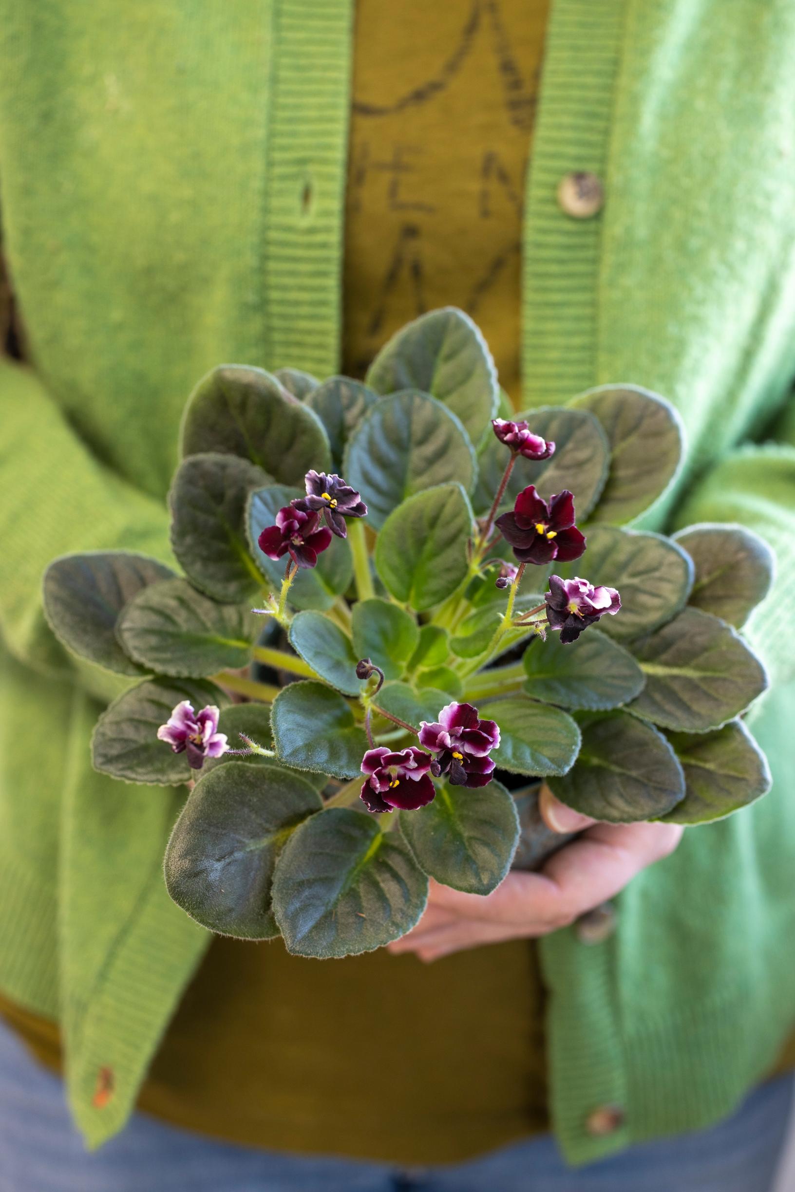 Elisan 60 saintpauliaa kukkii runsaasti – nappaa hoitovinkit! | Viherpiha