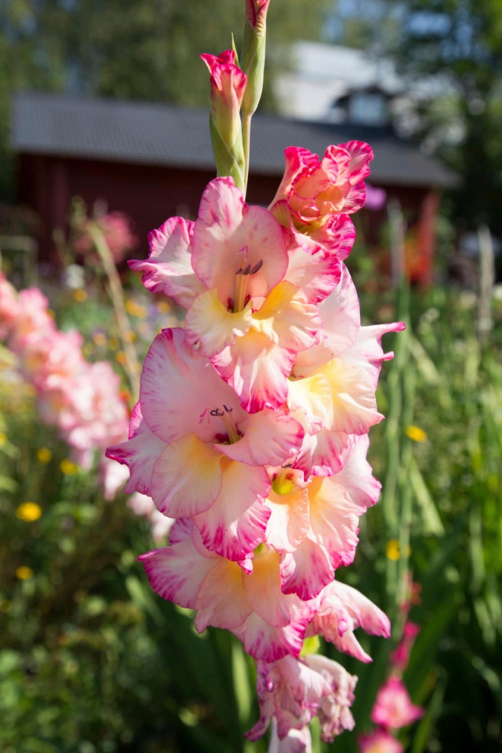 Gladiolus kukkii heinäkuusta pitkälle syksyyn.