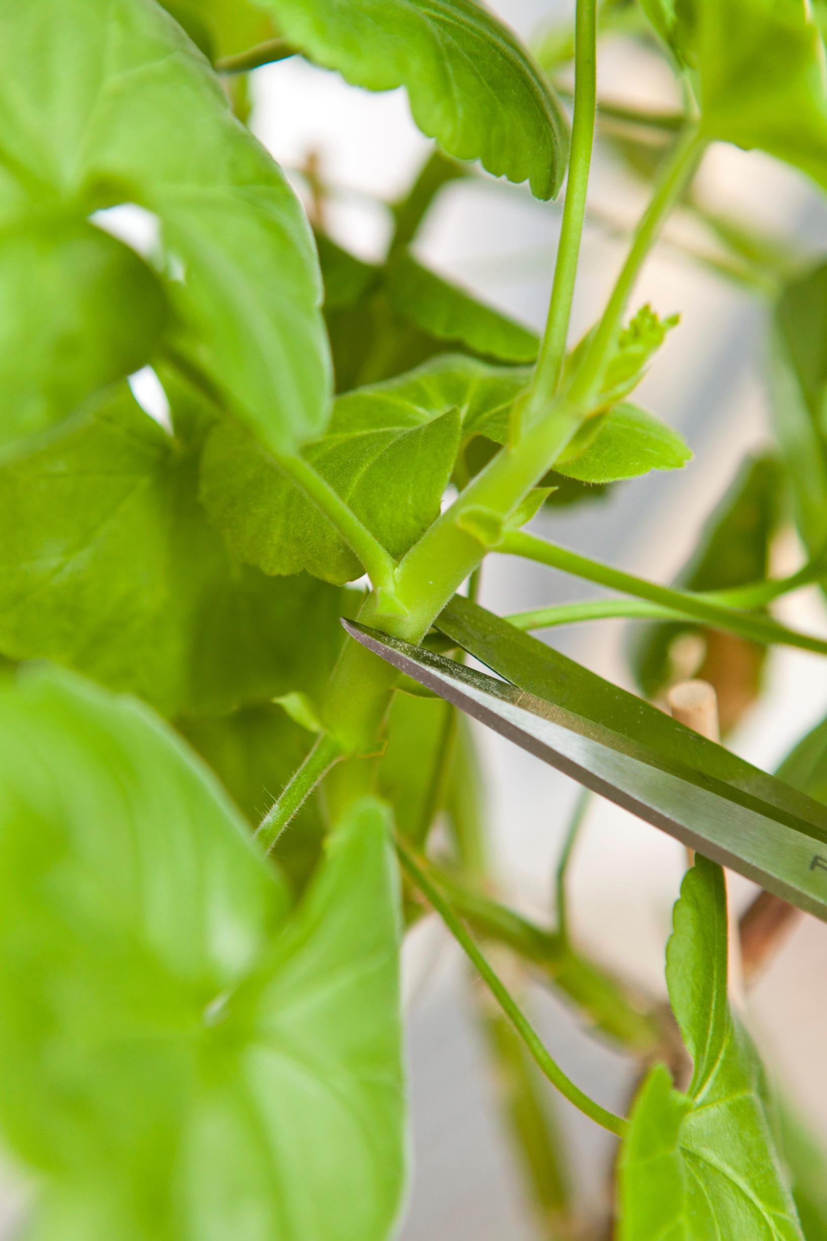 pelargonin latvominen saa kasvin tuuheutumaan