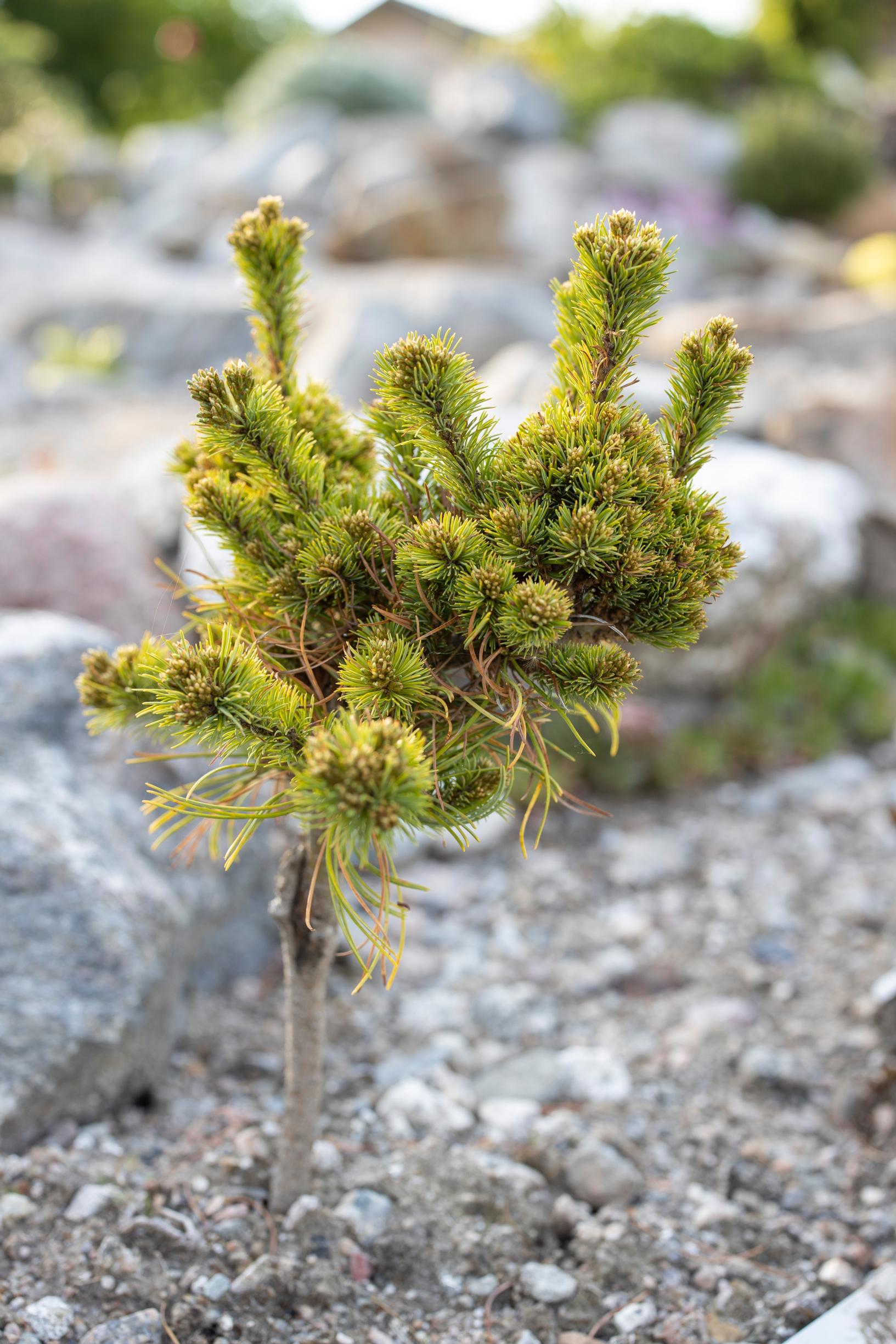 ’Beran’-neidonmänty