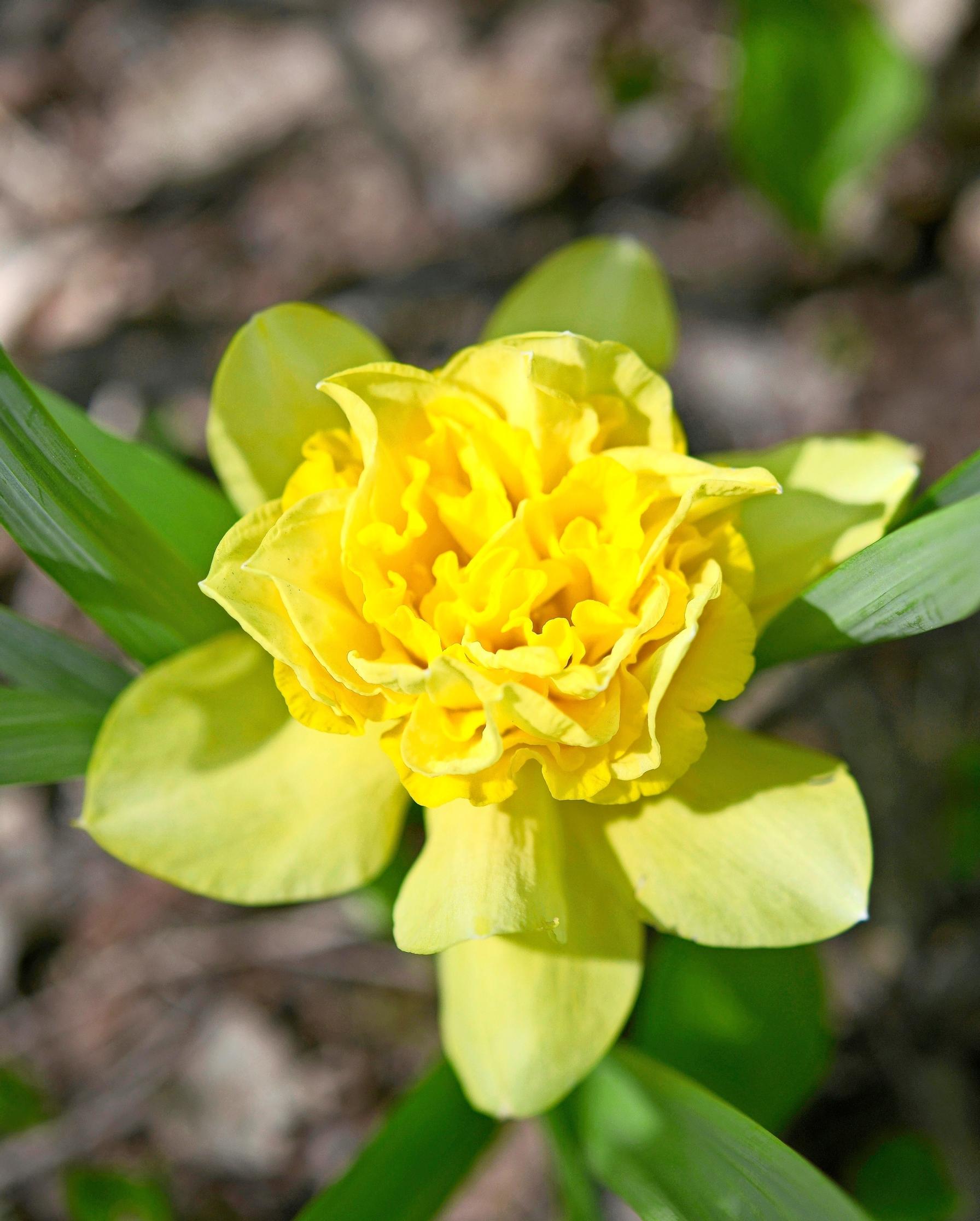 Narsissi ’Dick Wilden’