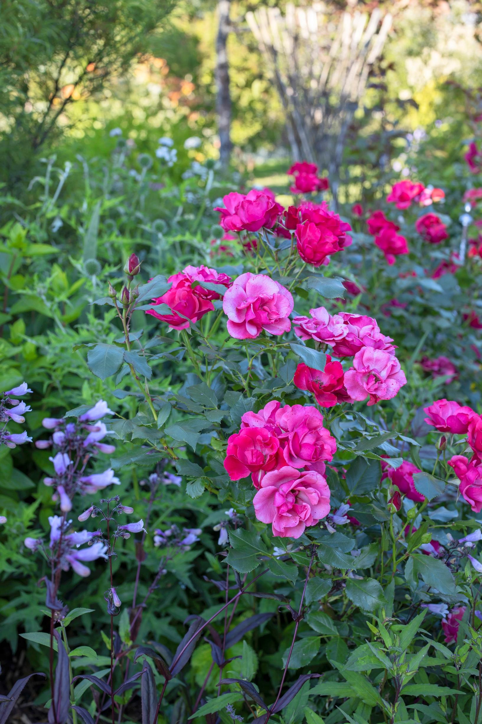 Pipolaji Penstemon schmidel kukkii ruusujen joukossa.