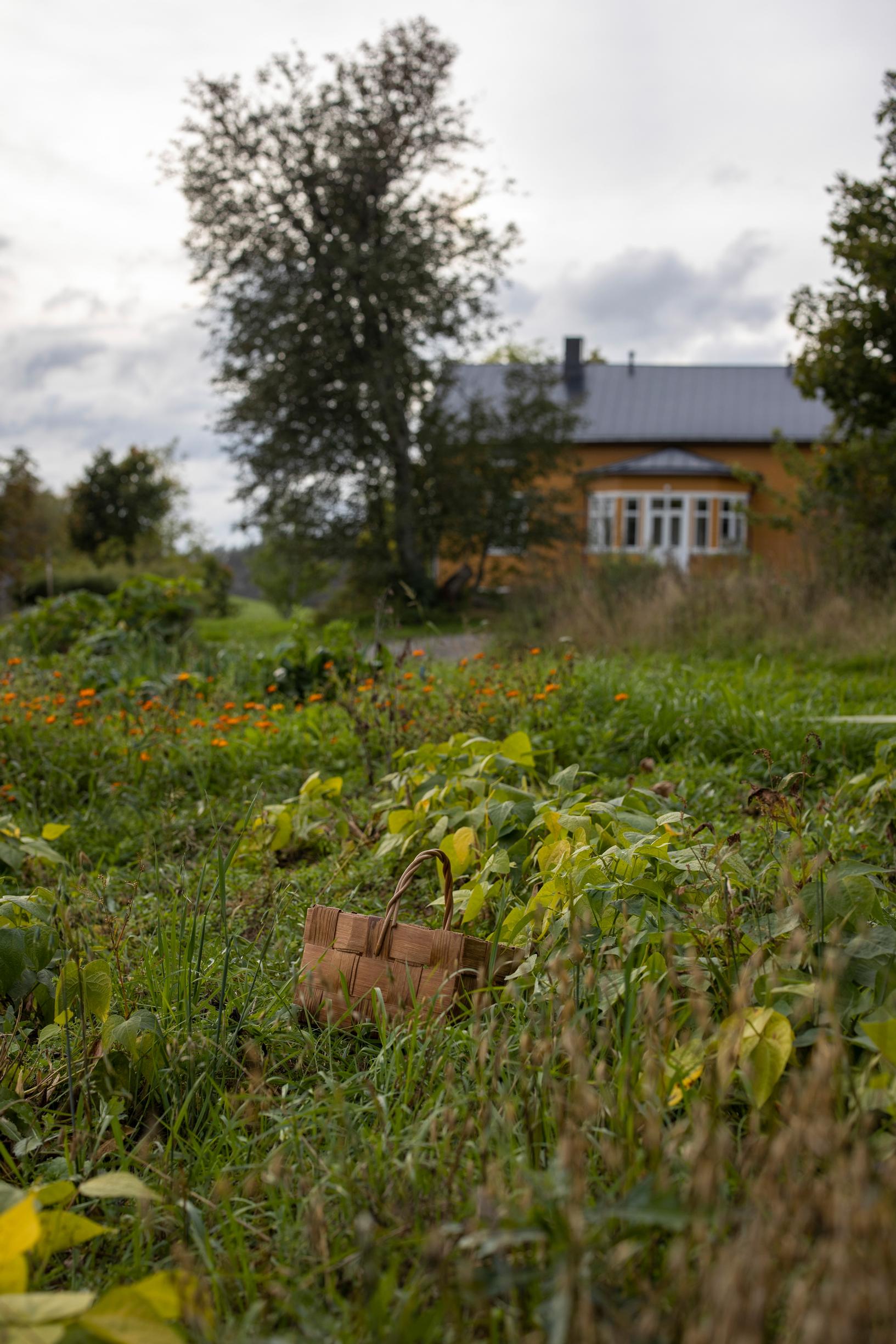 viherlannoituskasvit kasvimaalla