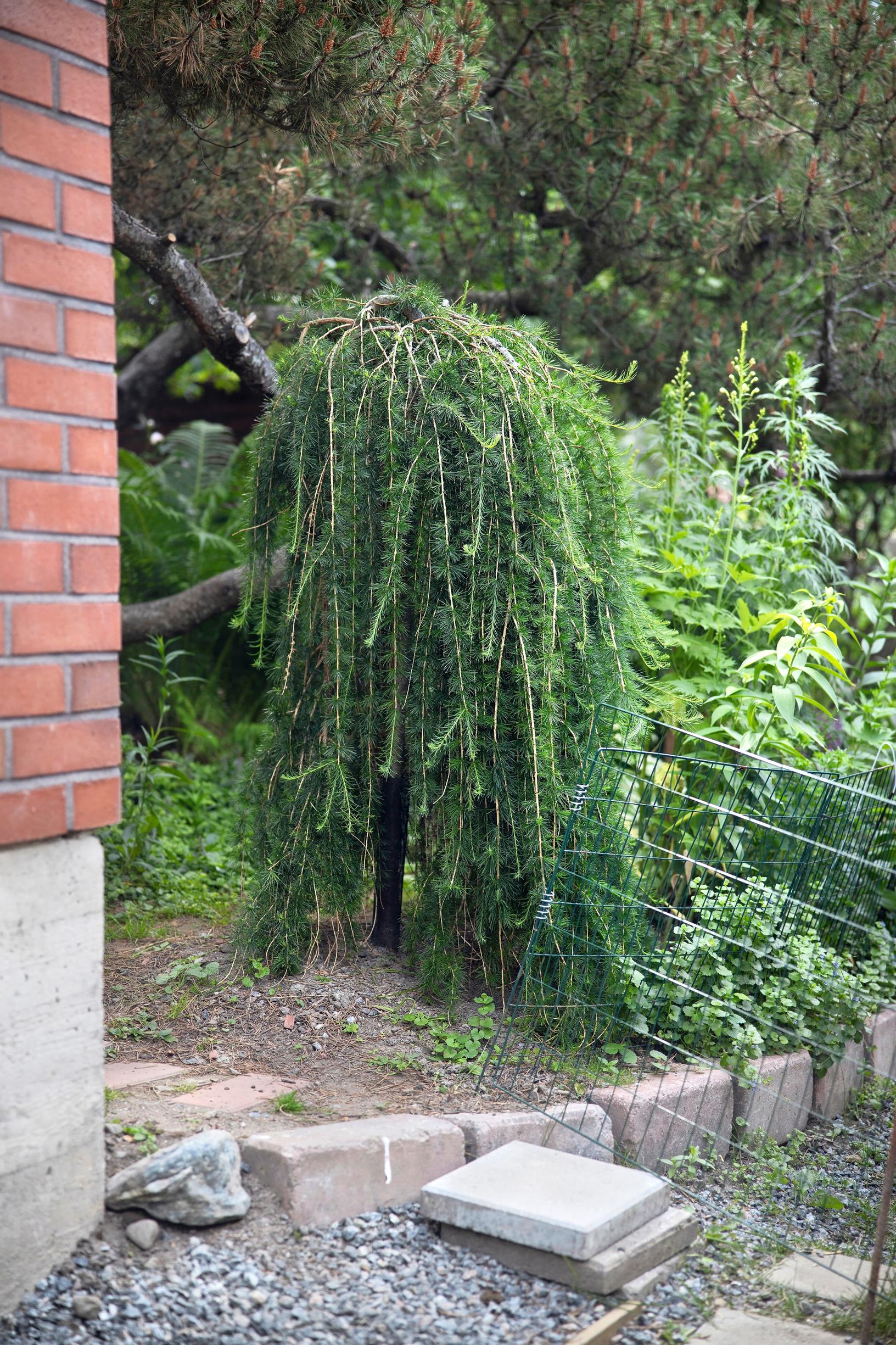 Riippajapaninlehtikuusi