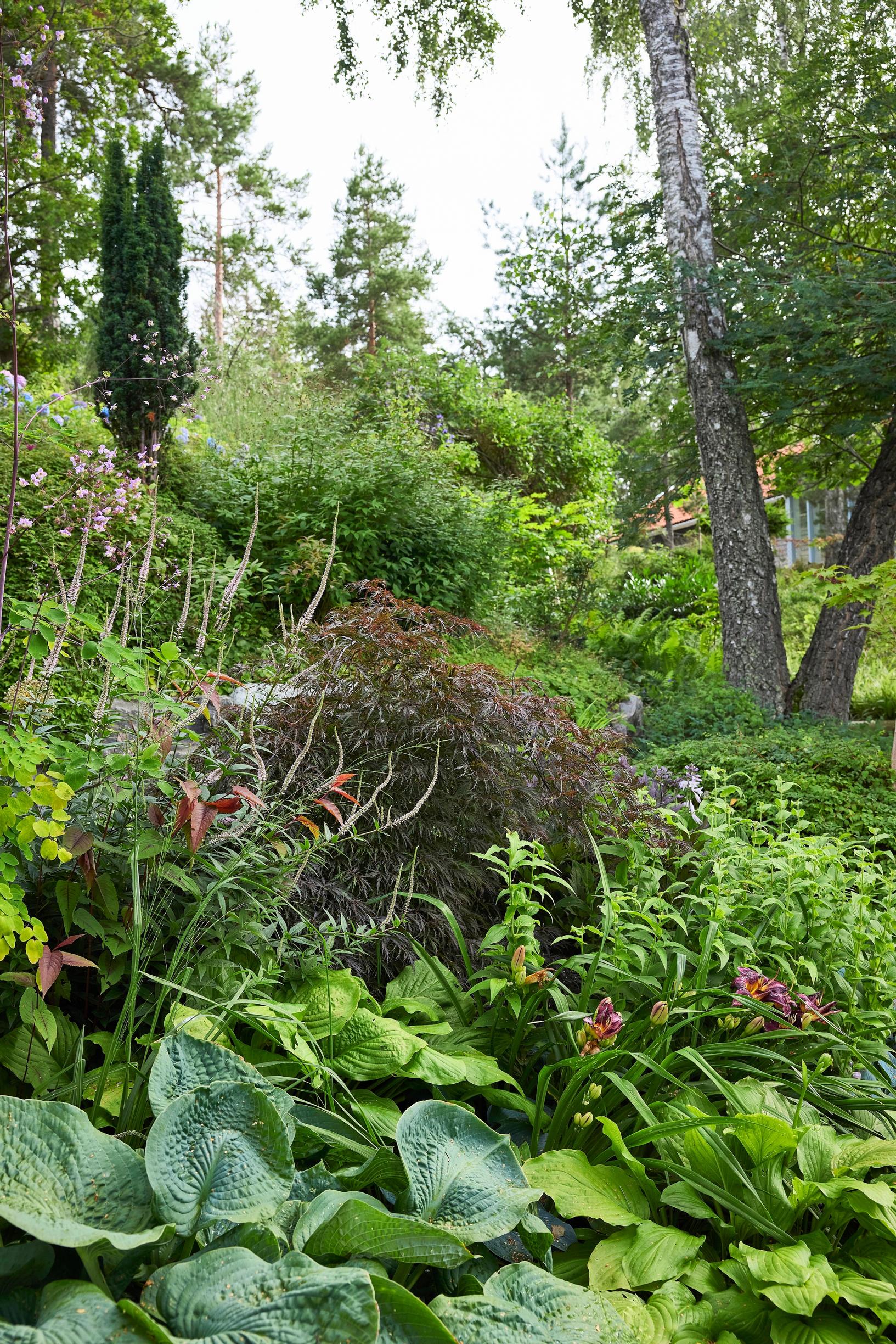 Moosegarden: 'Erica'-virginiantädykkö ja 'Inaba-shidare'-sulkajapaninvaahtera ovat hieno yhdistelmä.