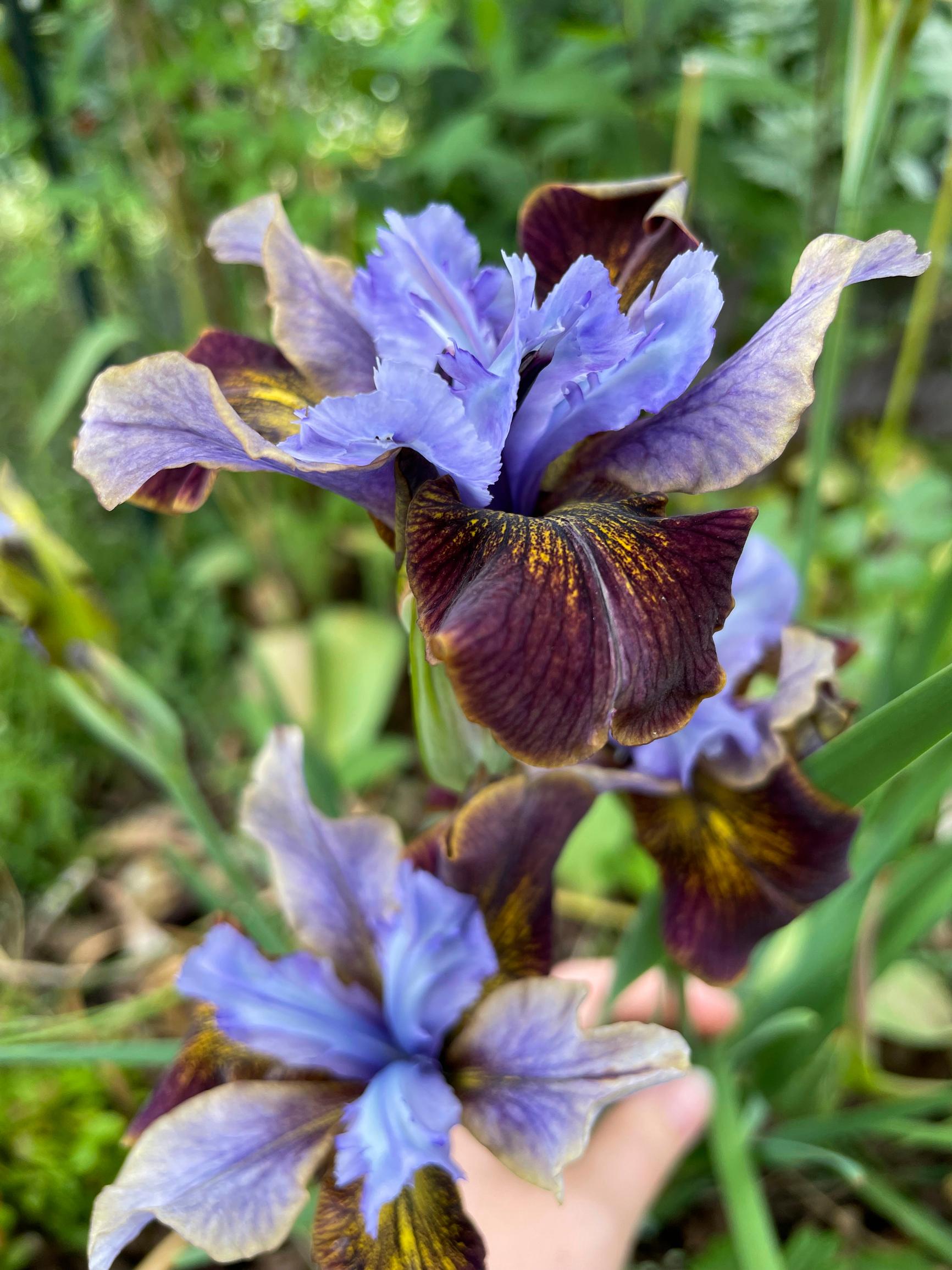Loistokurjenmiekka ’Black Joker’