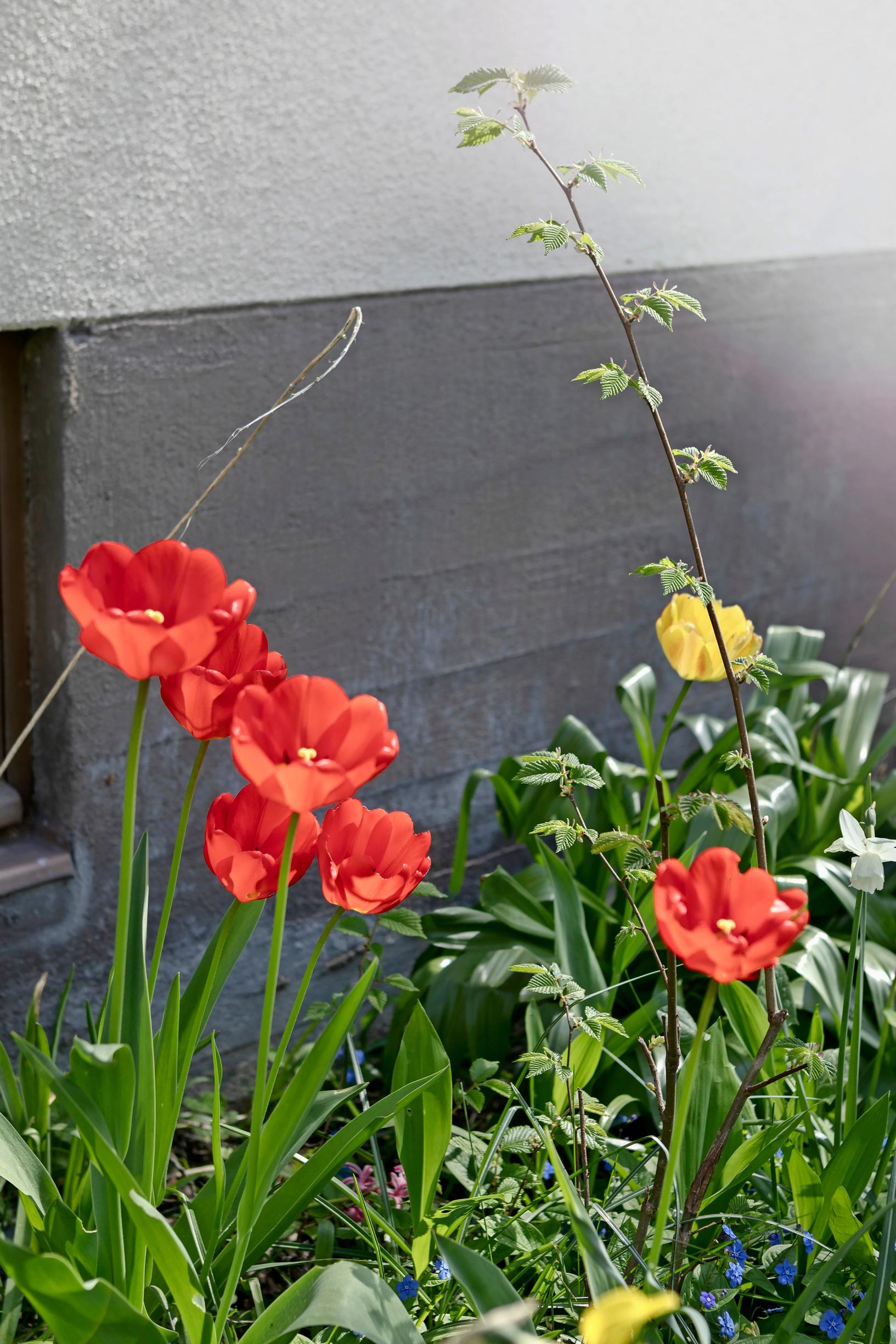 punaisia tulppaaneja kukkapenkissä