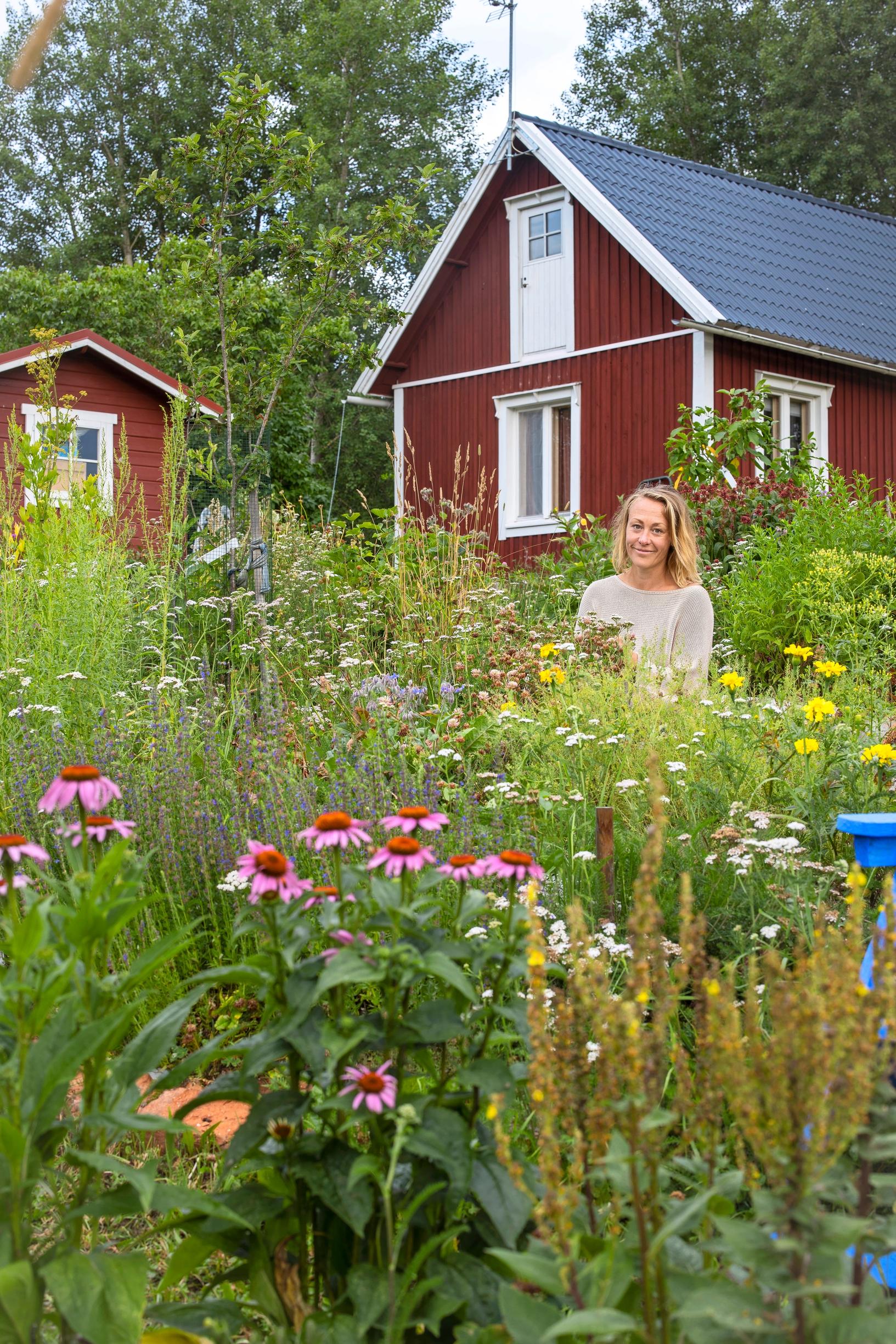 Kaunopunahatut Ulla-Maijan puutarhassa