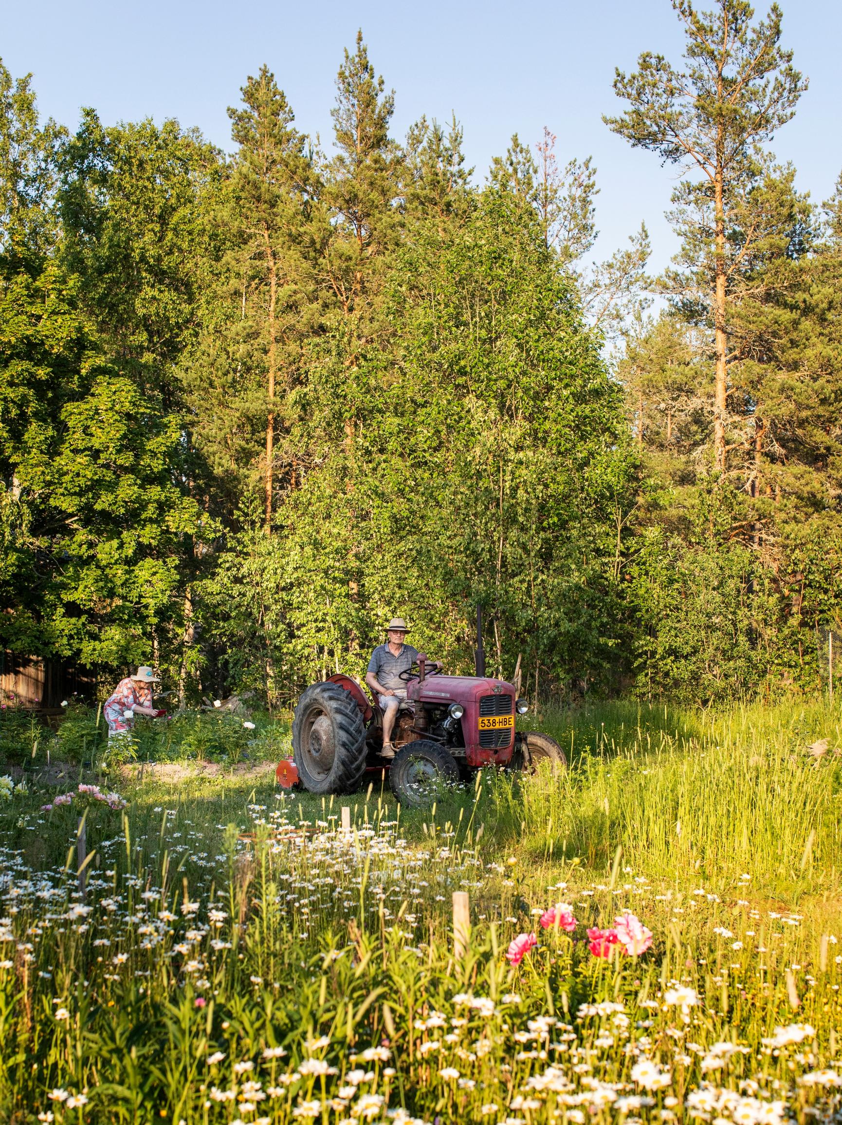 Pionipelto on metsän ympäröimä. Timo auttaa pionitarhan raskaimmissa töissä.
