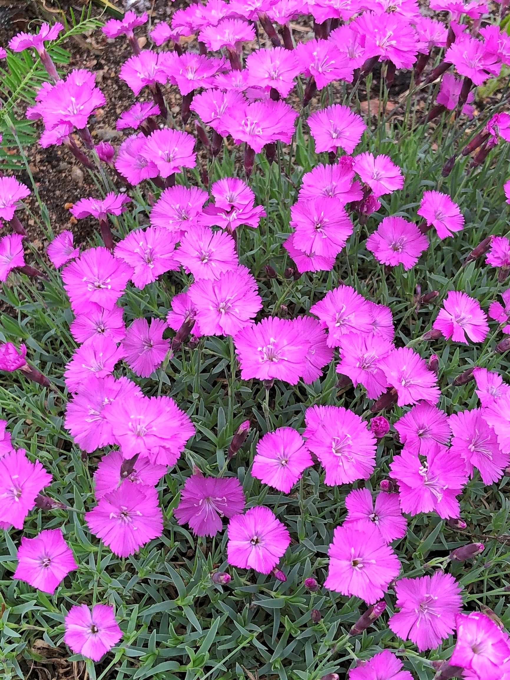 Purppuraneilikka