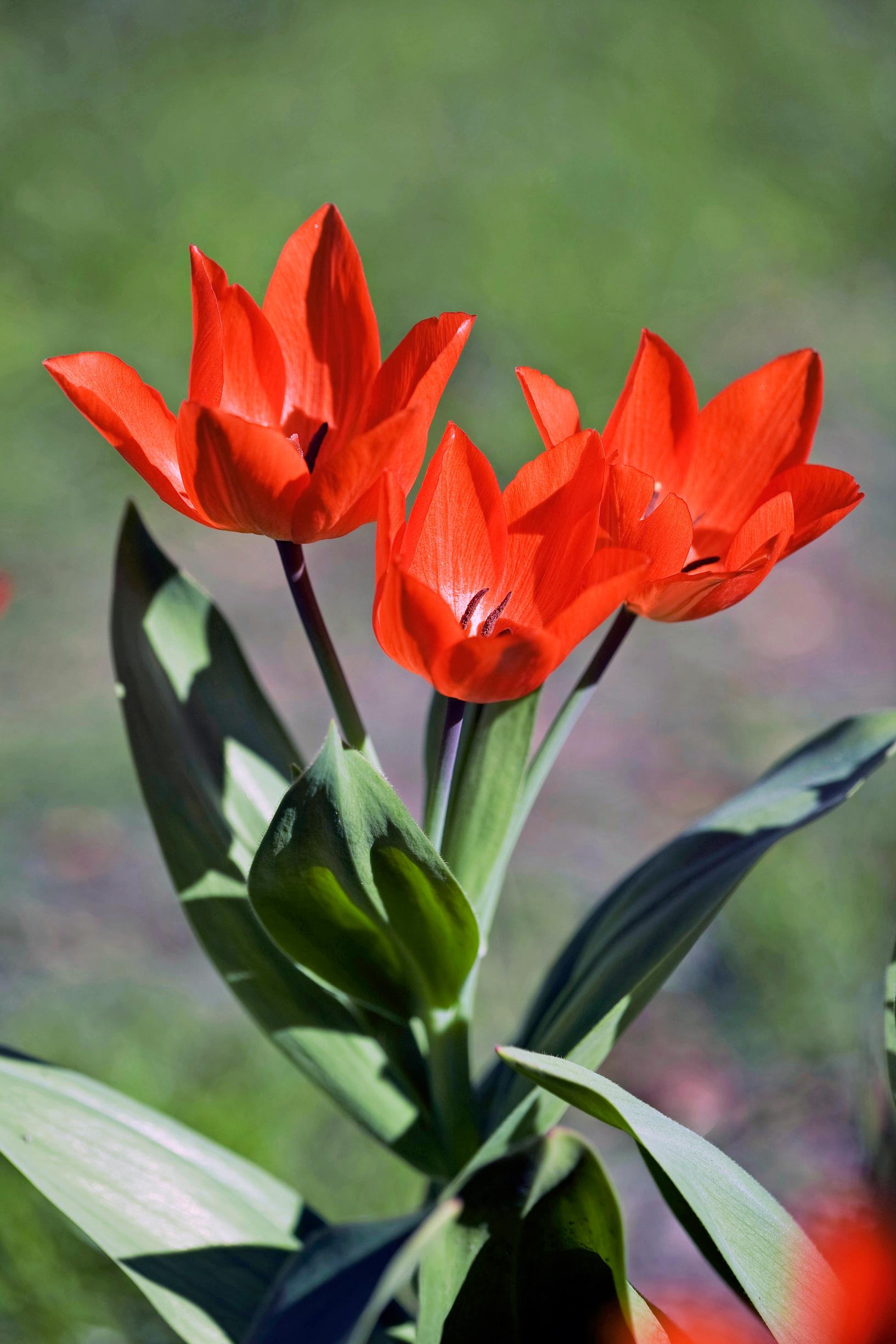 luonnontulppaanit: Terttutulppaani