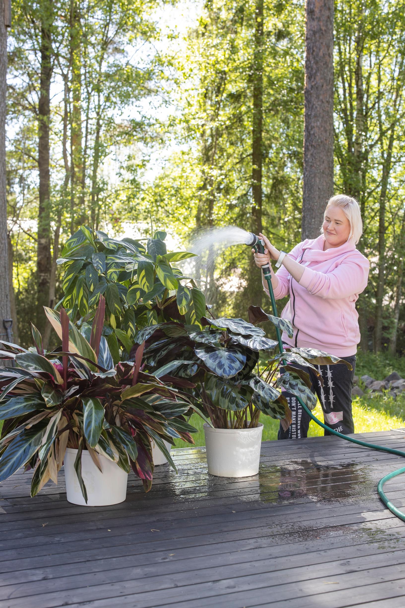 Viherkasvien kastelu sujuu terassilla